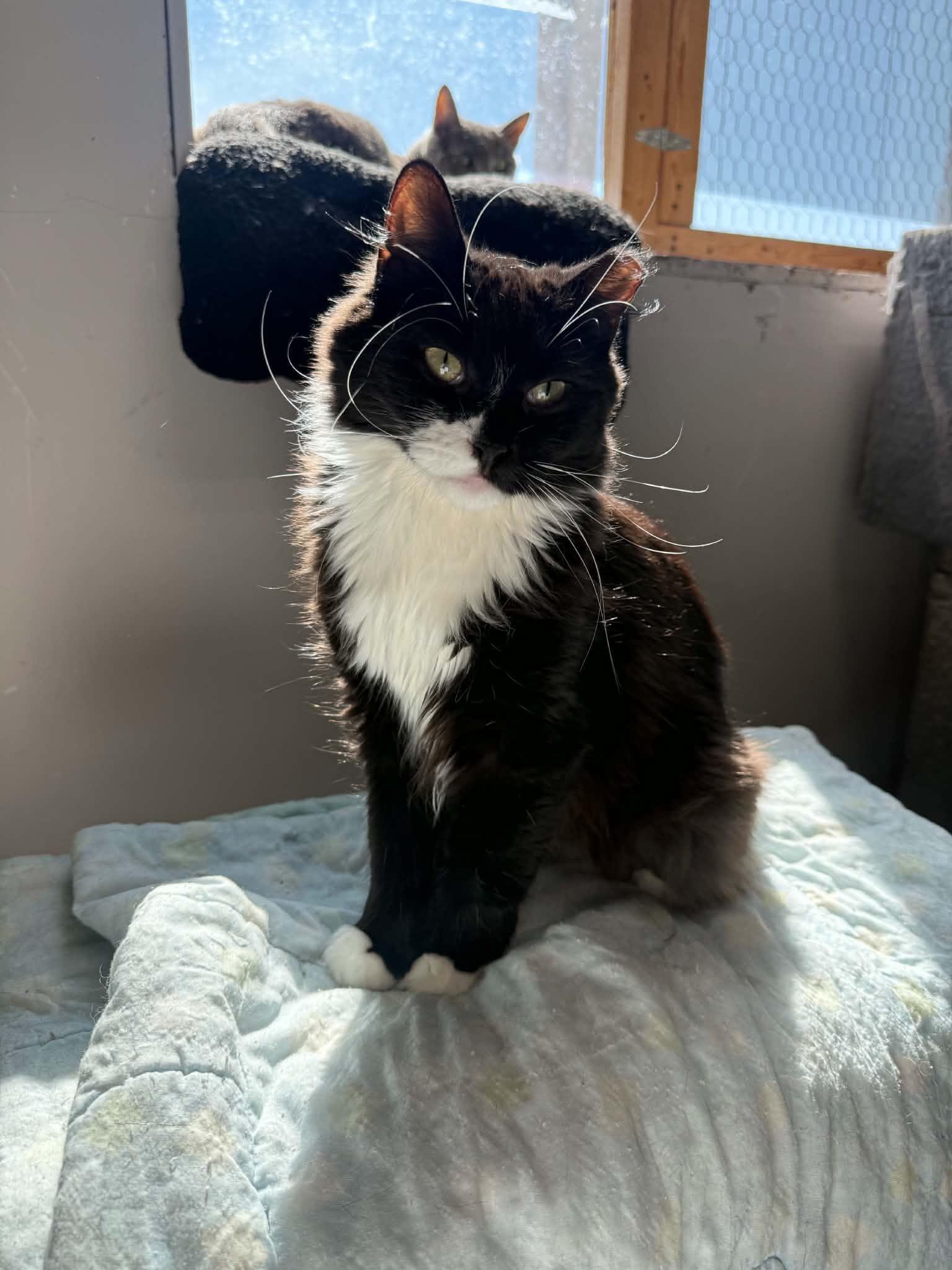 Enlarge Piccolo, a Adoptable Domestic Short Hair in Montreal, QC image 2/3