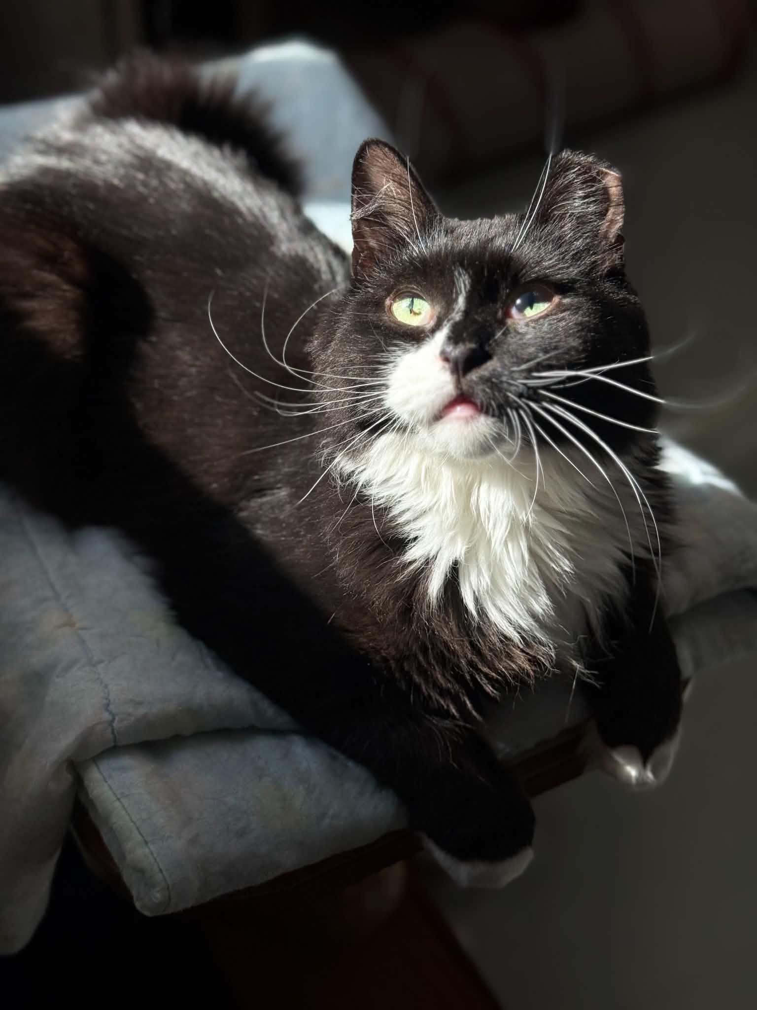 Enlarge Piccolo, a Adoptable Domestic Short Hair in Montreal, QC image 3/3