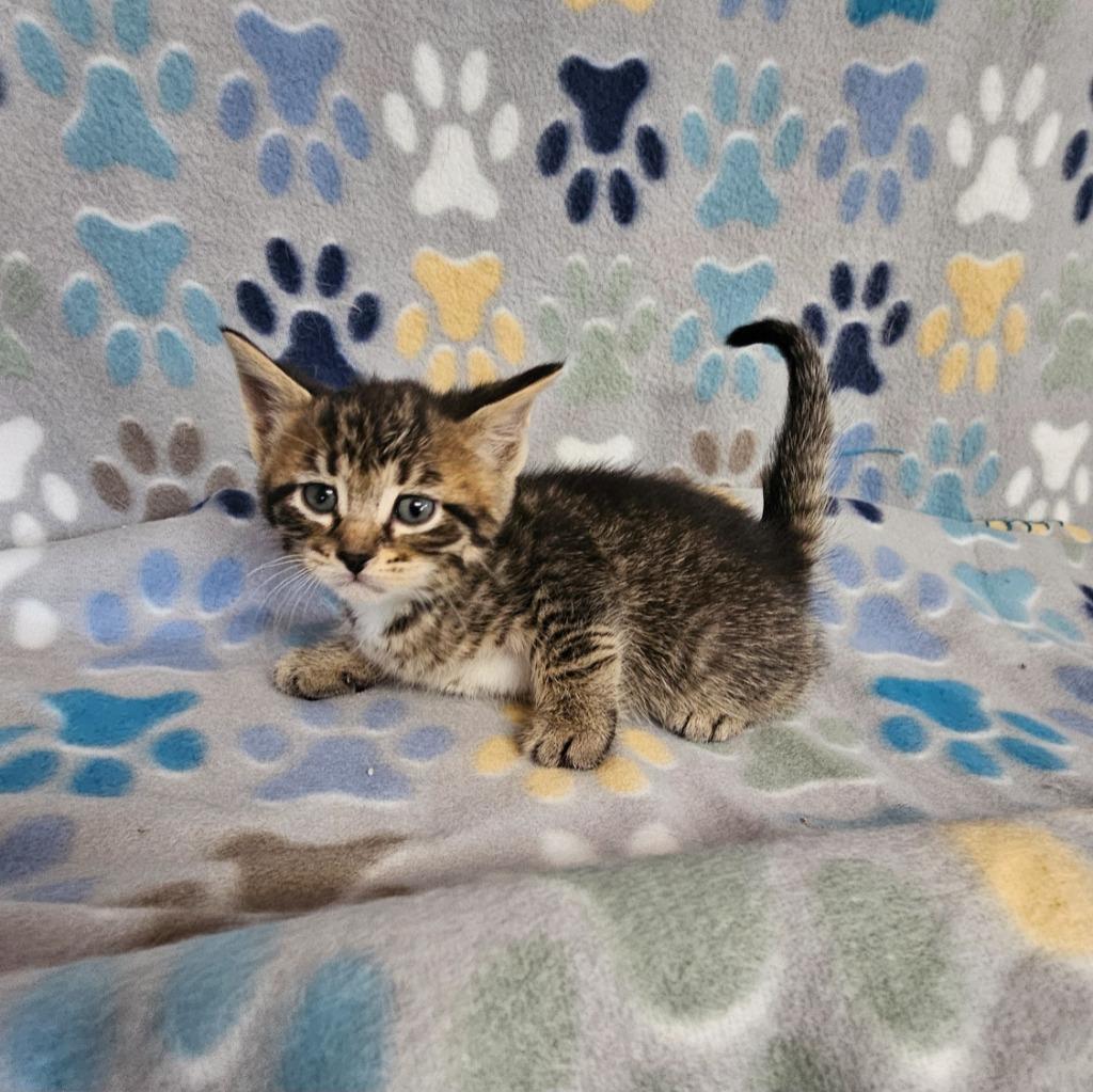 Enlarge 50 Cent, a Adoptable mixed breed in Wabash, IN image 1/1