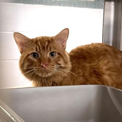 Enlarge Salmon, a Adoptable mixed breed in Madison, WI image 1/1