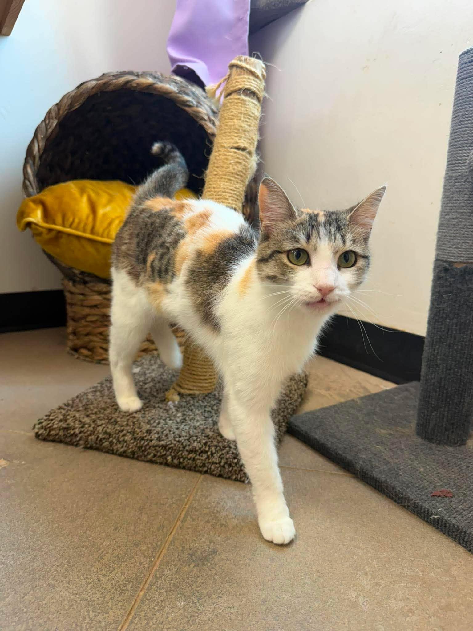 Flora, ADOPTABLE, Adult Female Calico.