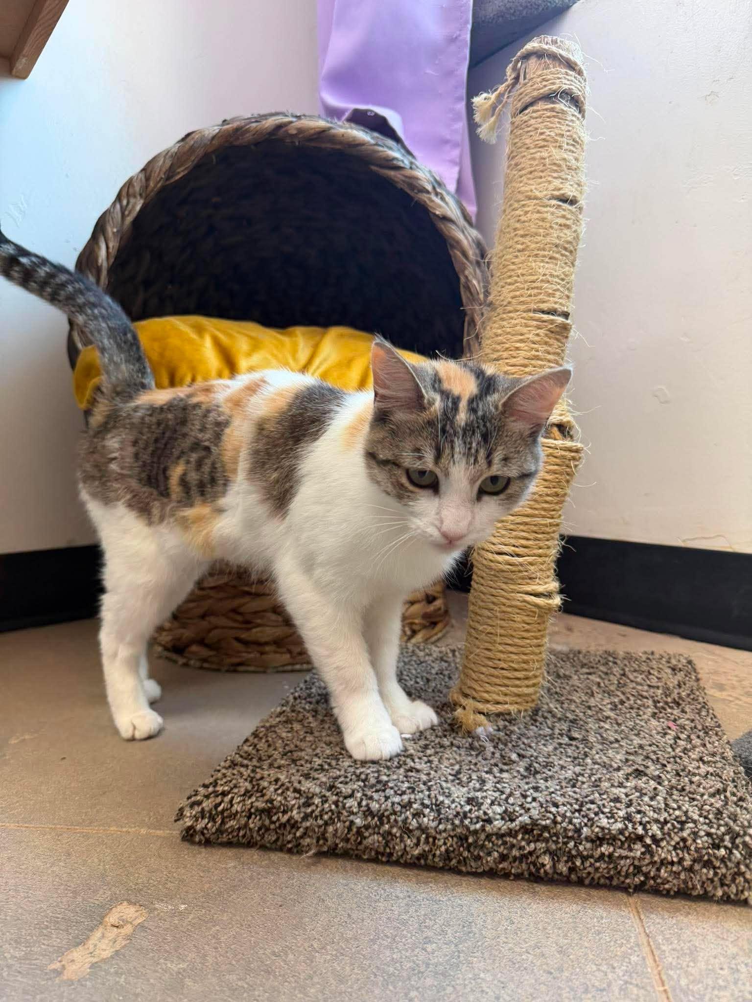 Flora, a ADOPTABLE Calico in Roosevelt, UT image 3/3