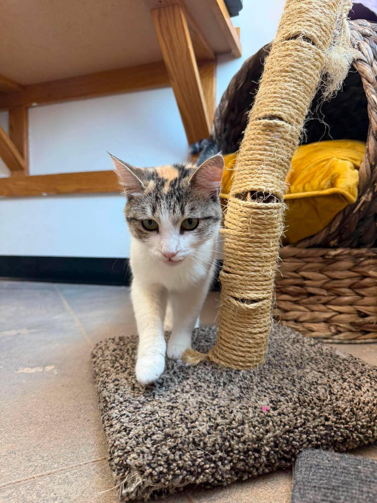 Flora, a ADOPTABLE Calico in Roosevelt, UT image 2/3