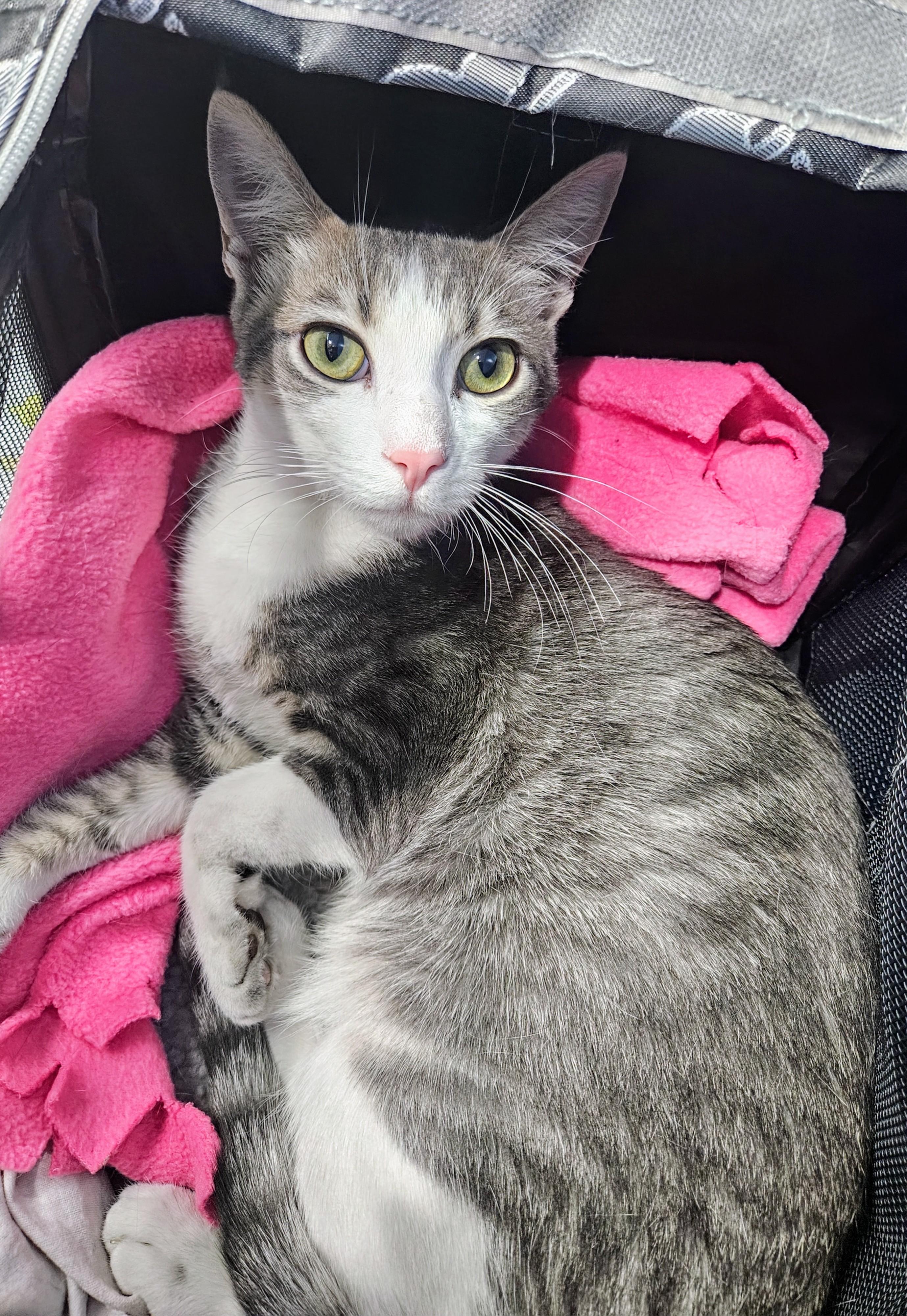 Enlarge Teddy - Rancho Cucamonga PetSmart, a Adoptable Domestic Short Hair in Rancho Cucamonga, CA image 5/5