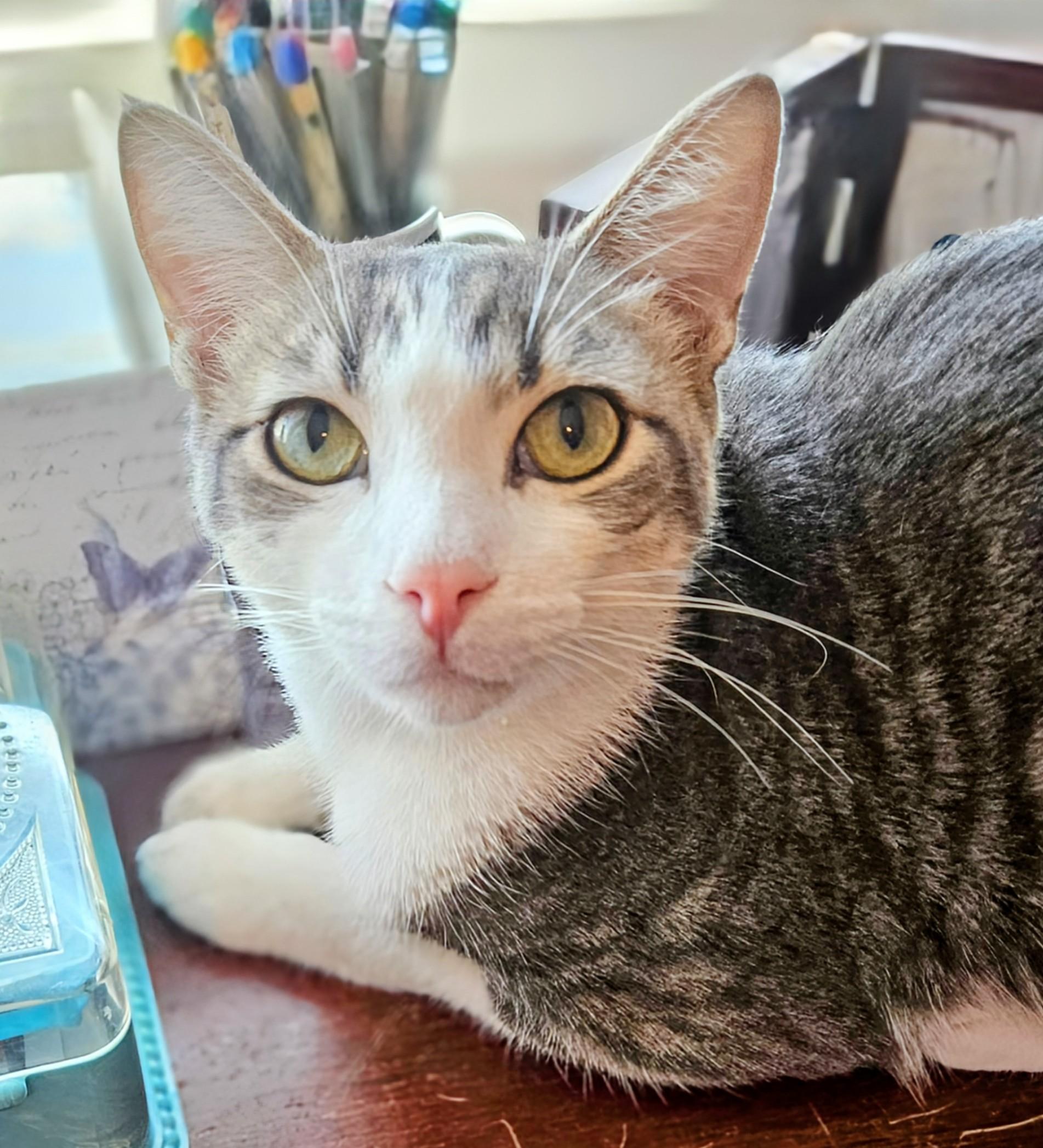 Teddy - Rancho Cucamonga PetSmart, Adoptable, Young Male Domestic Short Hair.