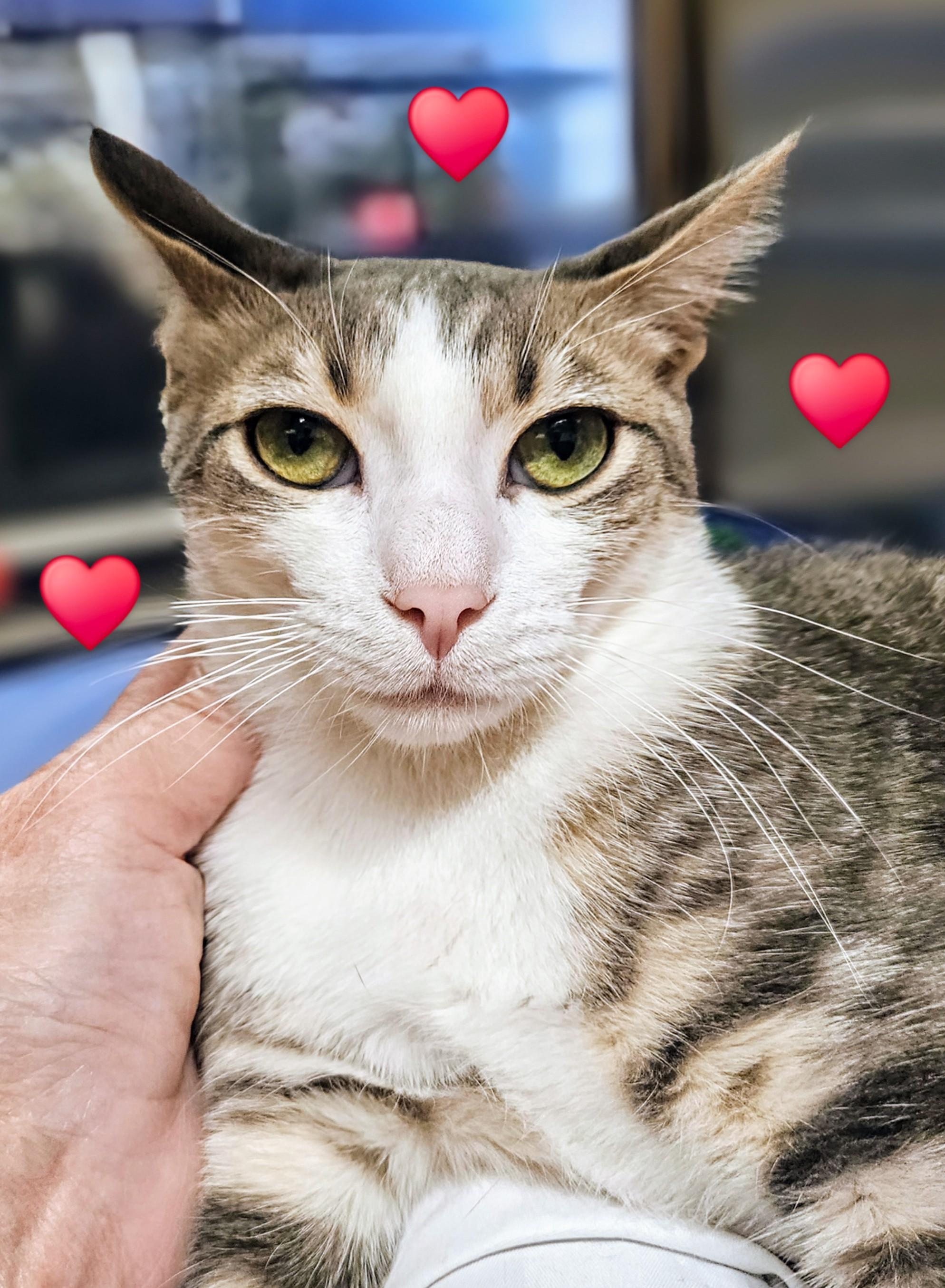 Enlarge Teddy - Rancho Cucamonga PetSmart, a Adoptable Domestic Short Hair in Rancho Cucamonga, CA image 3/5