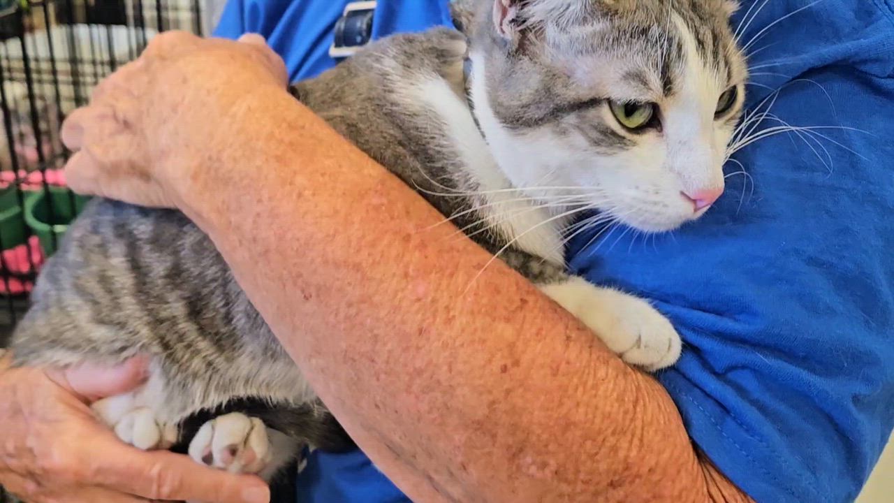 Enlarge Teddy - Rancho Cucamonga PetSmart, a Adoptable Domestic Short Hair in Rancho Cucamonga, CA video 2/5