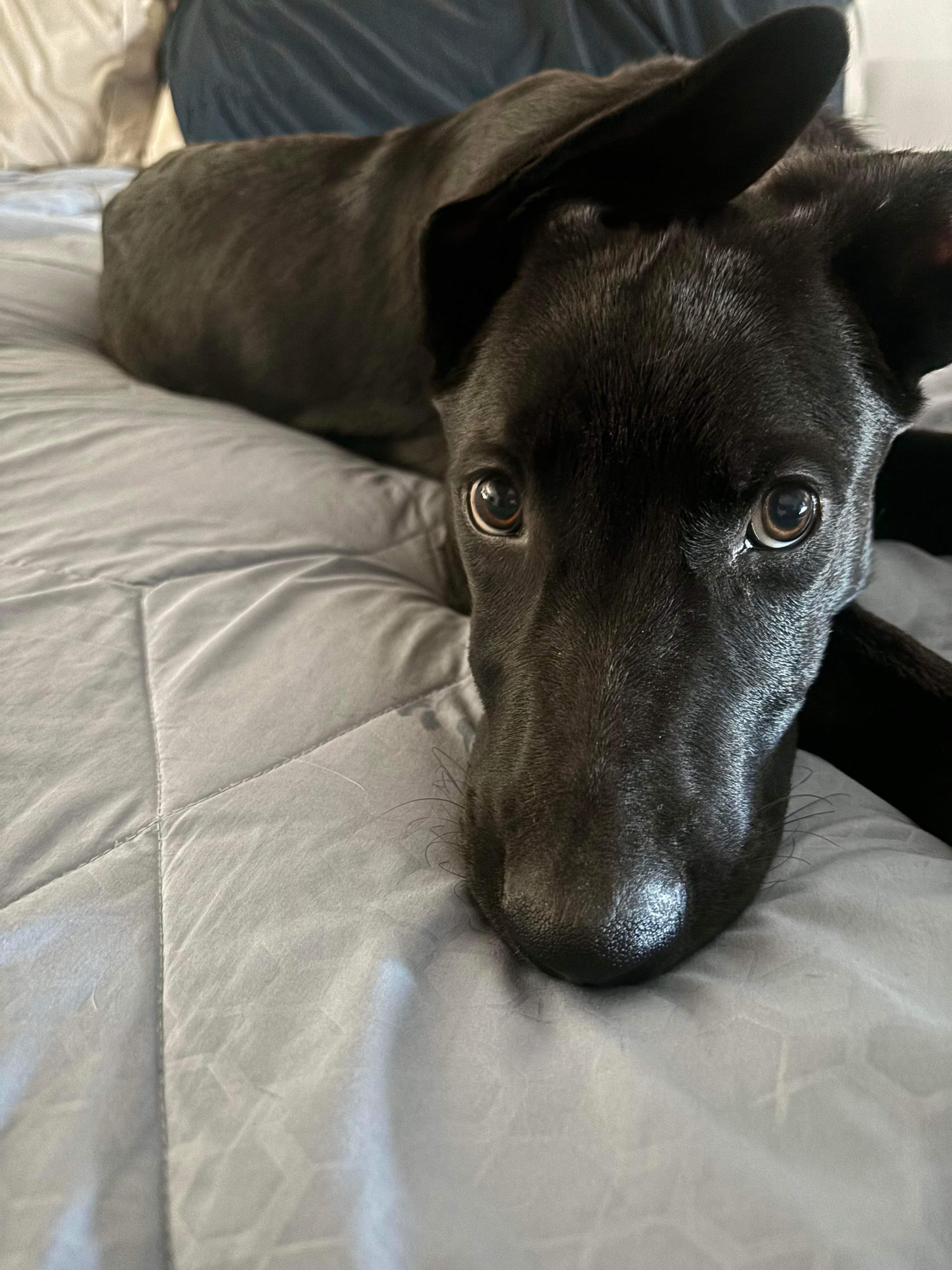 Harvey, Adopted, Young Male Black Labrador Retriever.