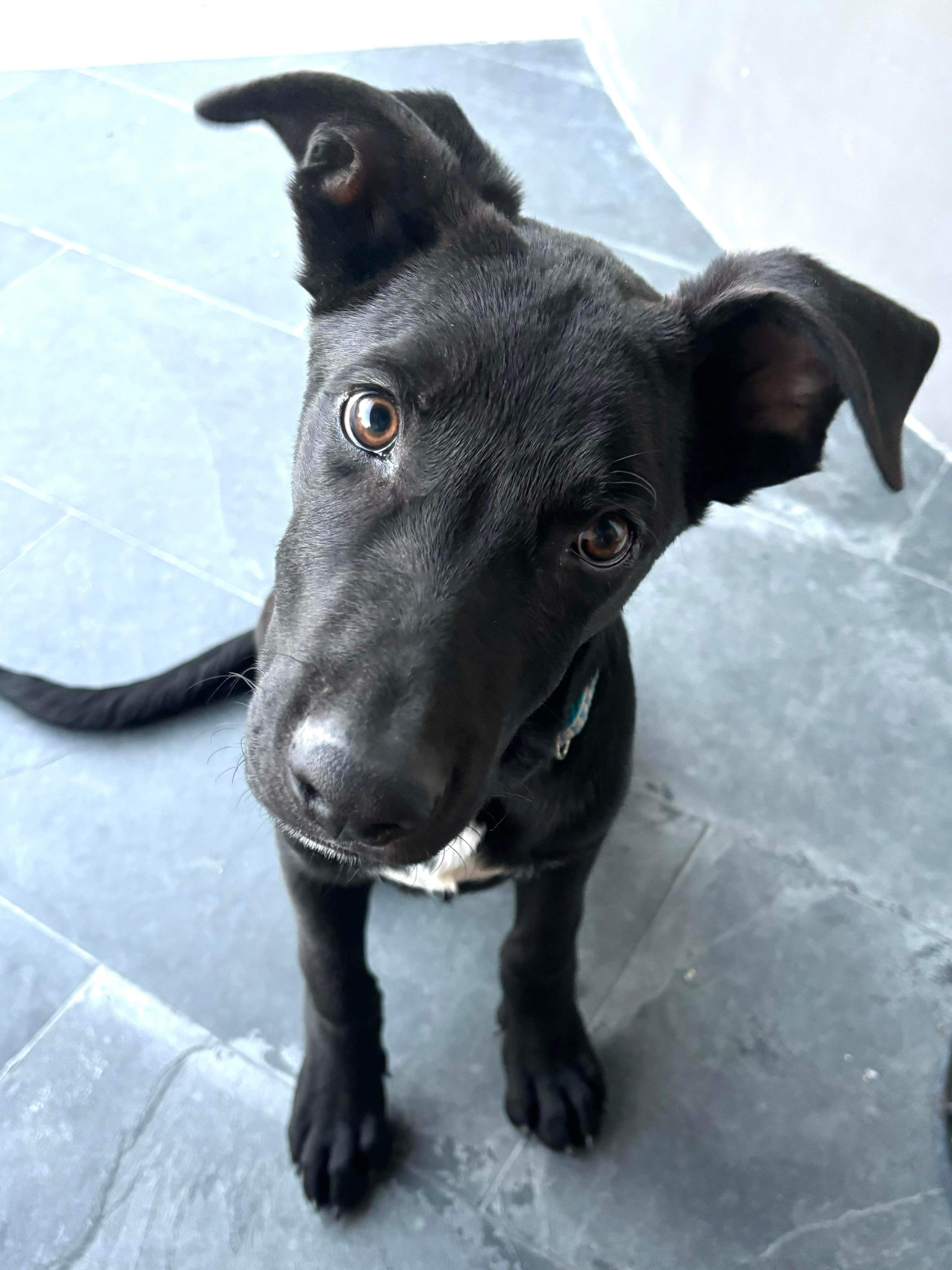 Enlarge Harvey, a Adopted mixed breed in Redmond, OR image 2/5