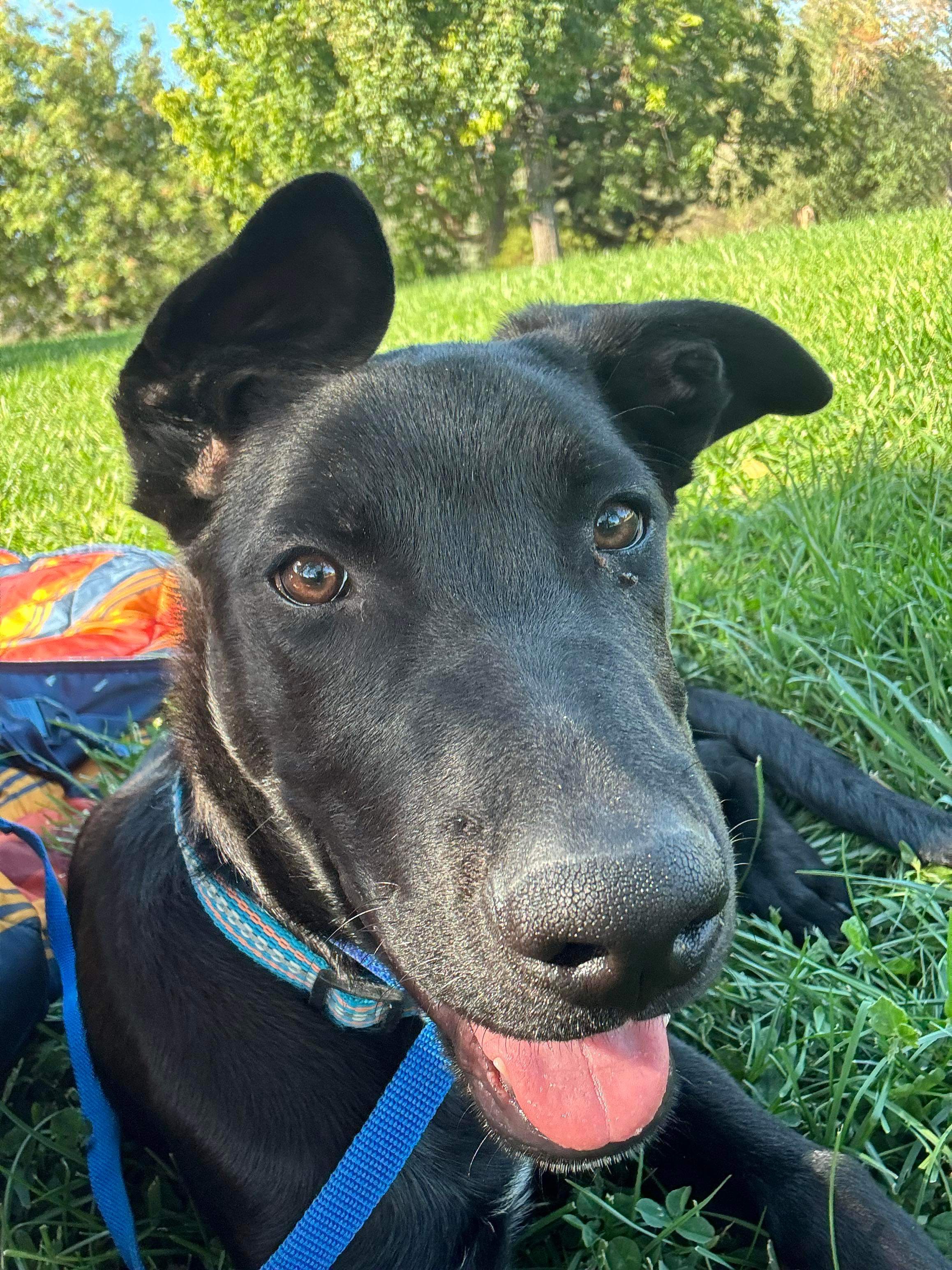 Enlarge Harvey, a Adopted mixed breed in Redmond, OR image 3/5