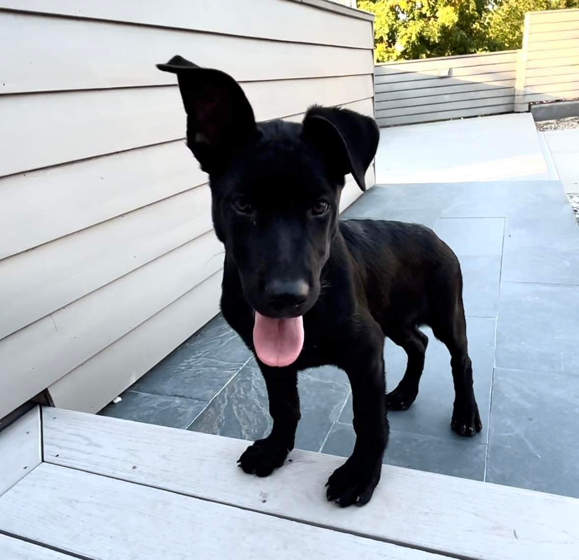 Enlarge Harvey, a Adopted mixed breed in Redmond, OR image 4/5