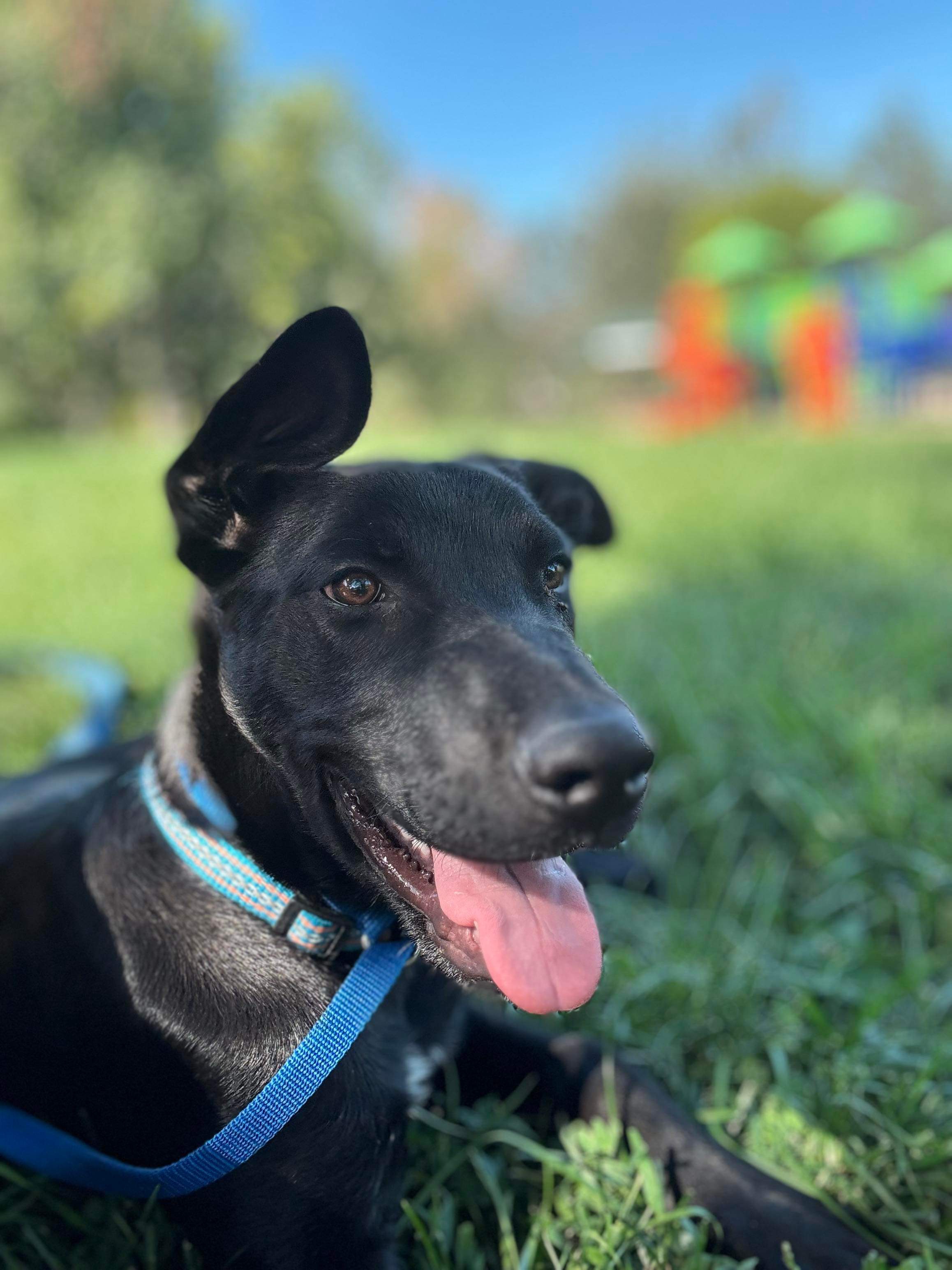 Enlarge Harvey, a Adopted mixed breed in Redmond, OR image 5/5