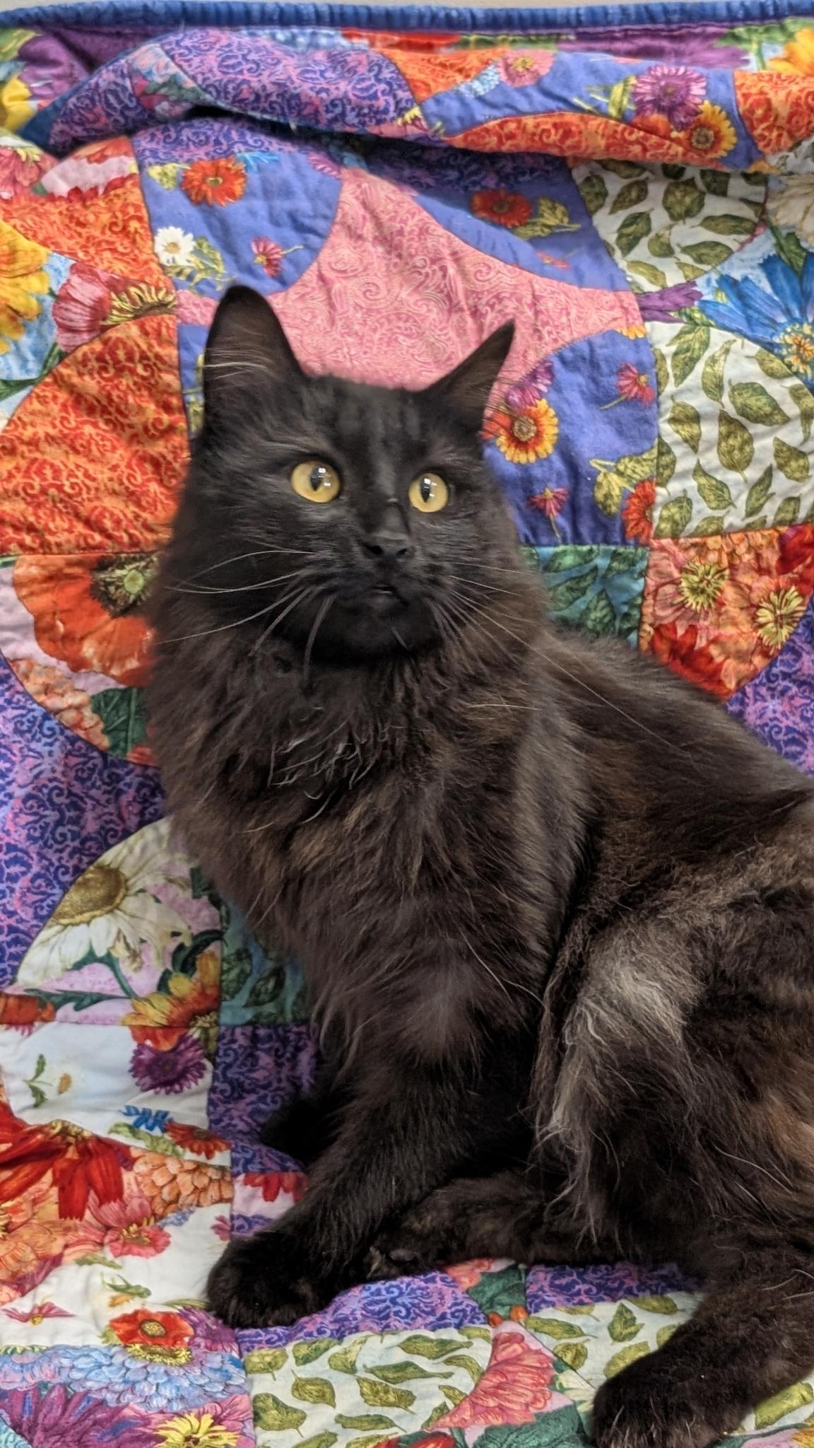 Enlarge Sheridan , a ADOPTABLE Domestic Medium Hair in Petaluma, CA image 2/2