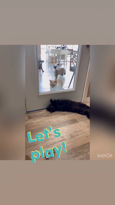 Enlarge Sheridan , a ADOPTABLE Domestic Medium Hair in Petaluma, CA video 1/2