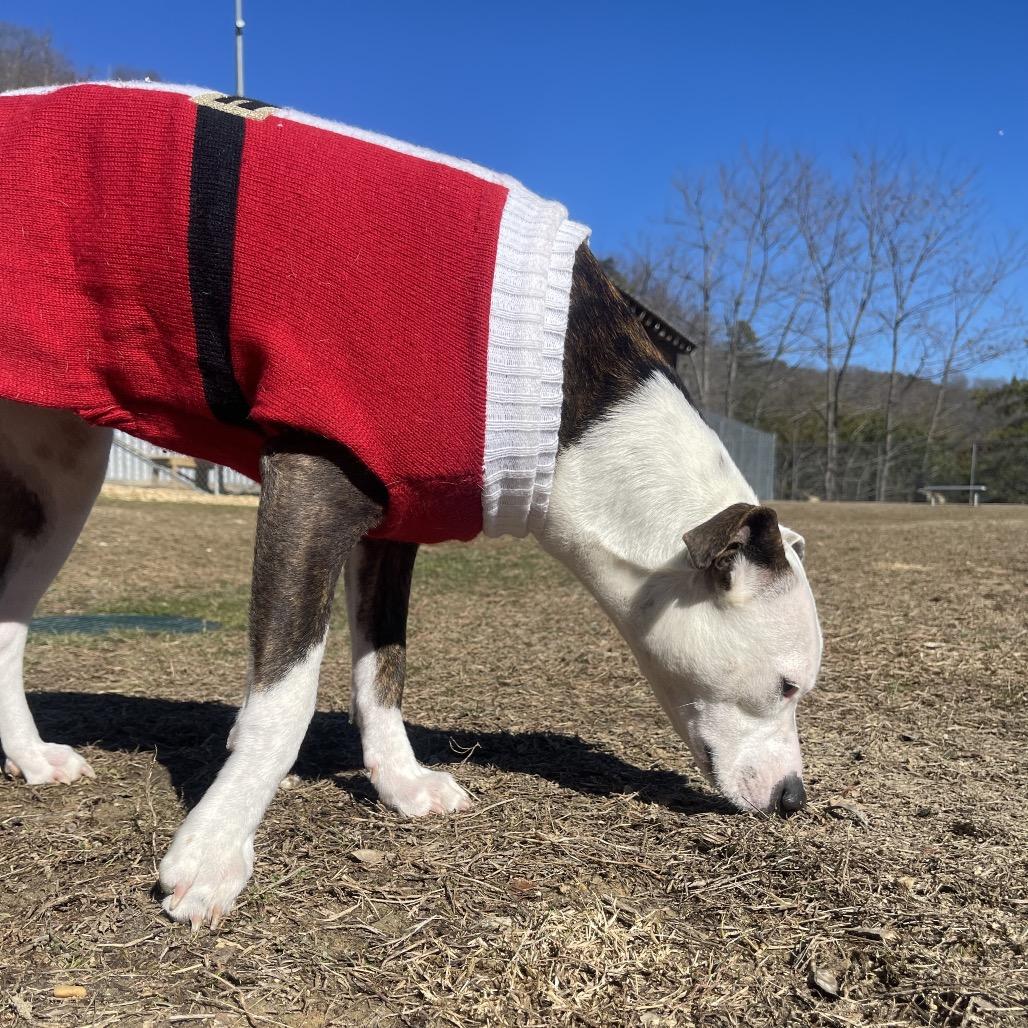 Enlarge Sweetheart, a Adoptable Mixed Breed in Blairsville, GA image 1/6