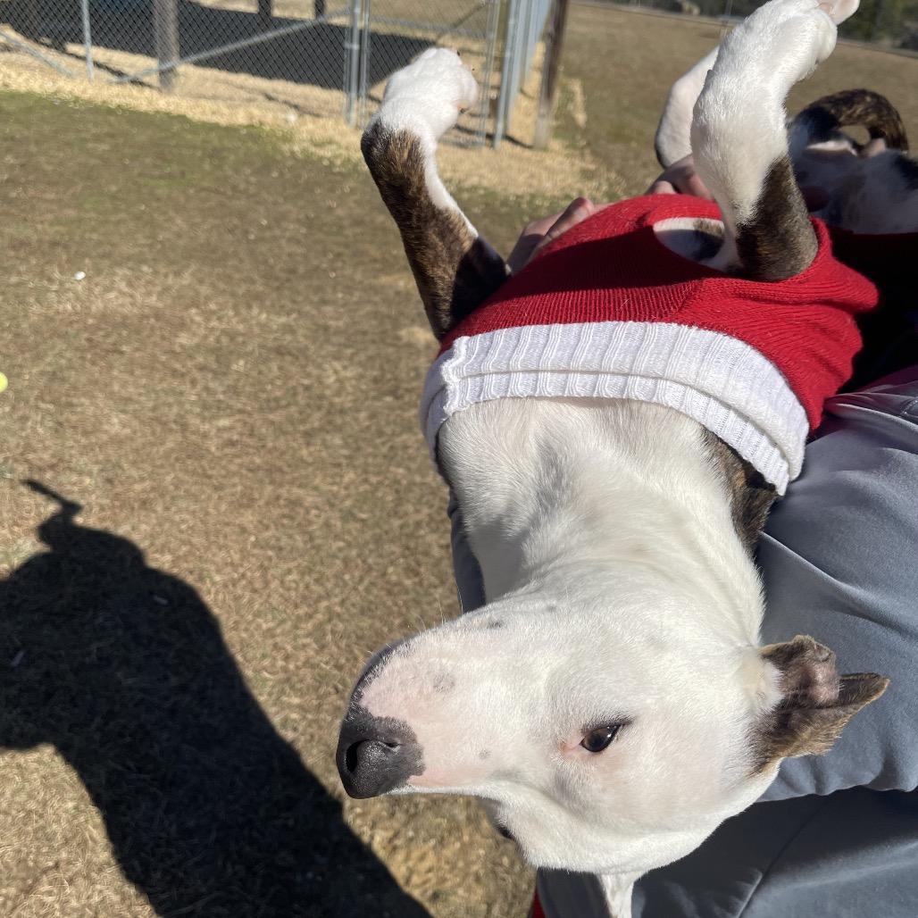 Enlarge Sweetheart, a Adoptable Mixed Breed in Blairsville, GA image 2/6