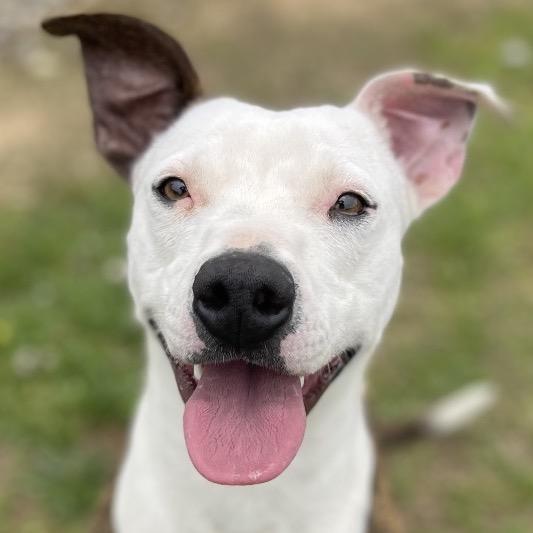 Enlarge Sweetheart, a Adoptable Mixed Breed in Blairsville, GA image 3/6