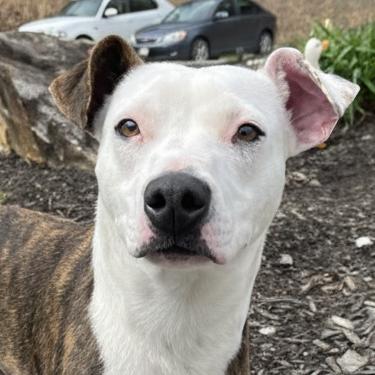 Enlarge Sweetheart, a Adoptable Mixed Breed in Blairsville, GA image 3/6