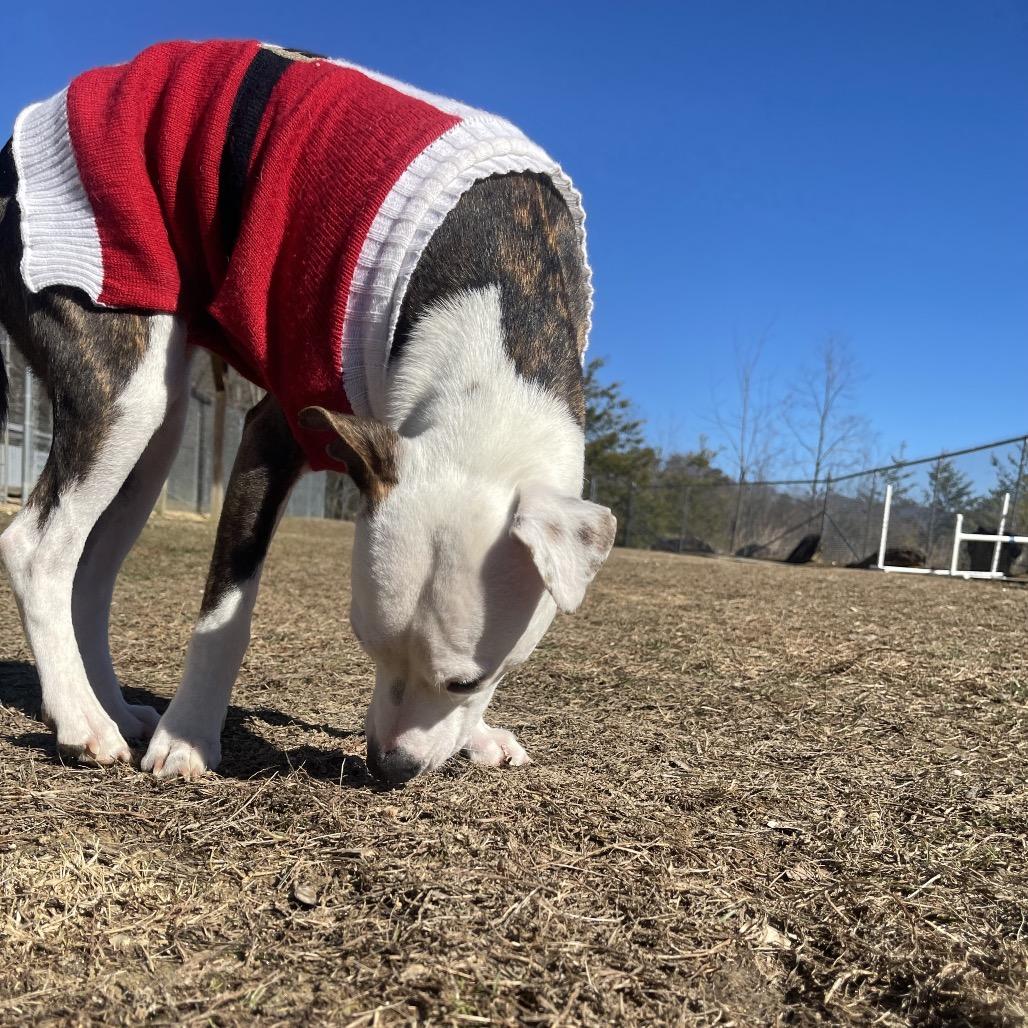 Enlarge Sweetheart, a Adoptable Mixed Breed in Blairsville, GA image 4/6