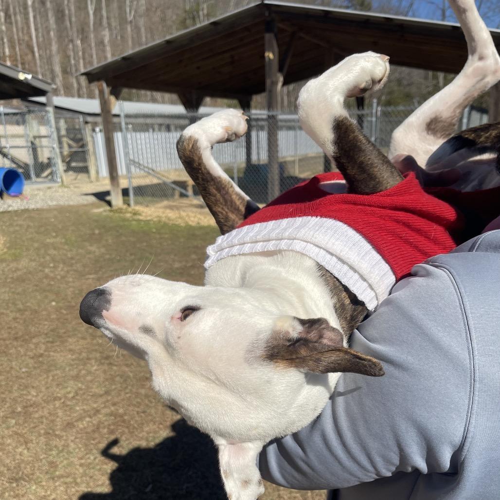 Enlarge Sweetheart, a Adoptable Mixed Breed in Blairsville, GA image 5/6