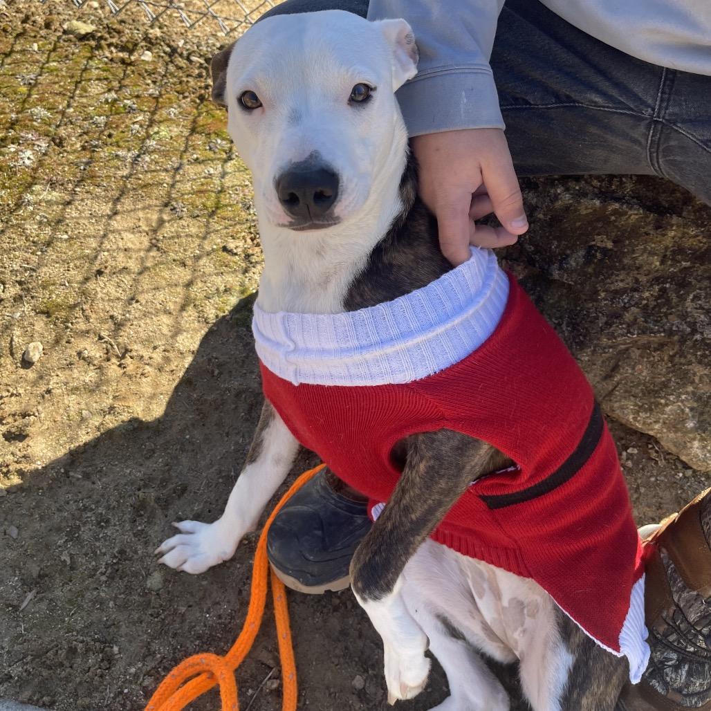 Enlarge Sweetheart, a Adoptable Mixed Breed in Blairsville, GA image 6/6