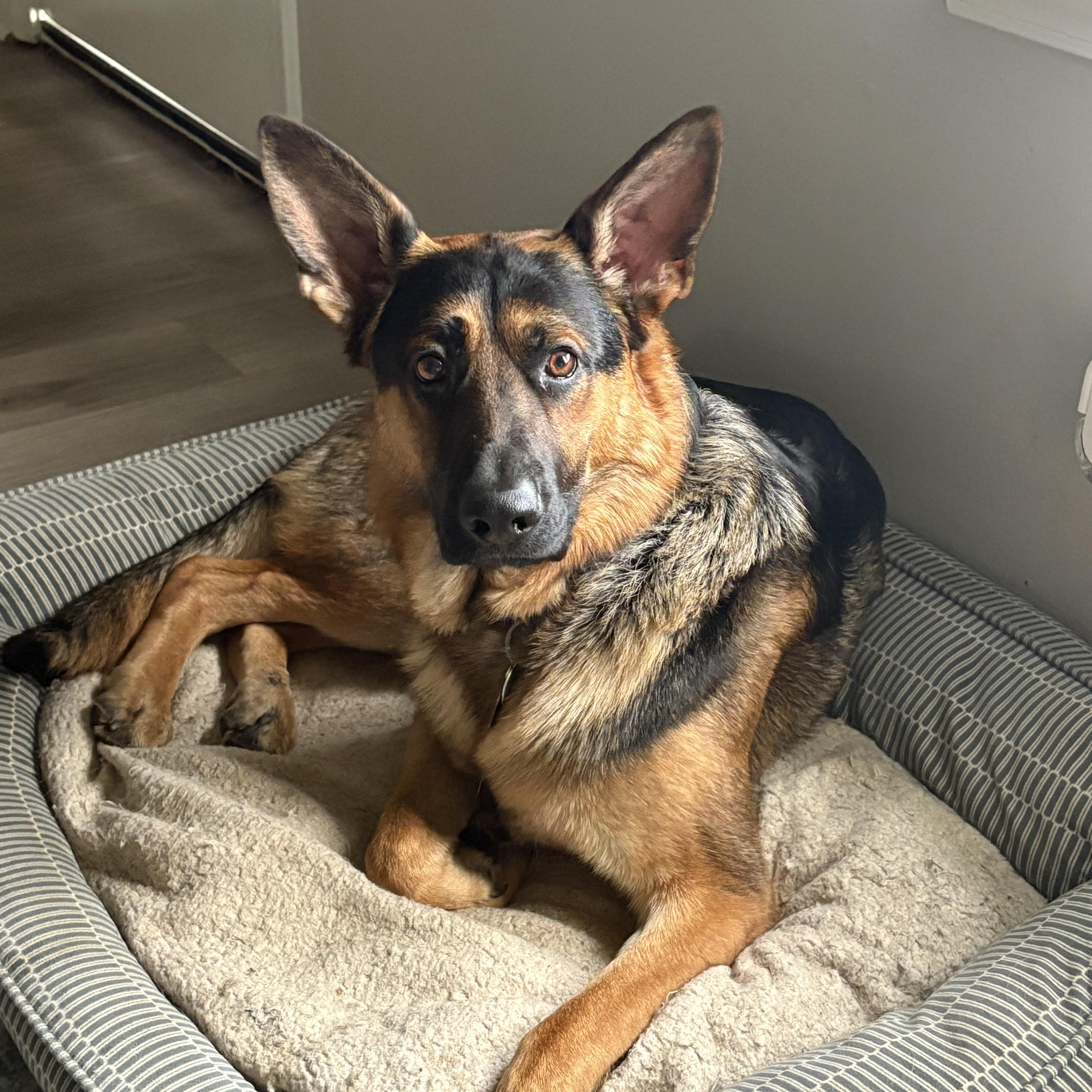 Rex , adopted, Young Male German Shepherd Dog.