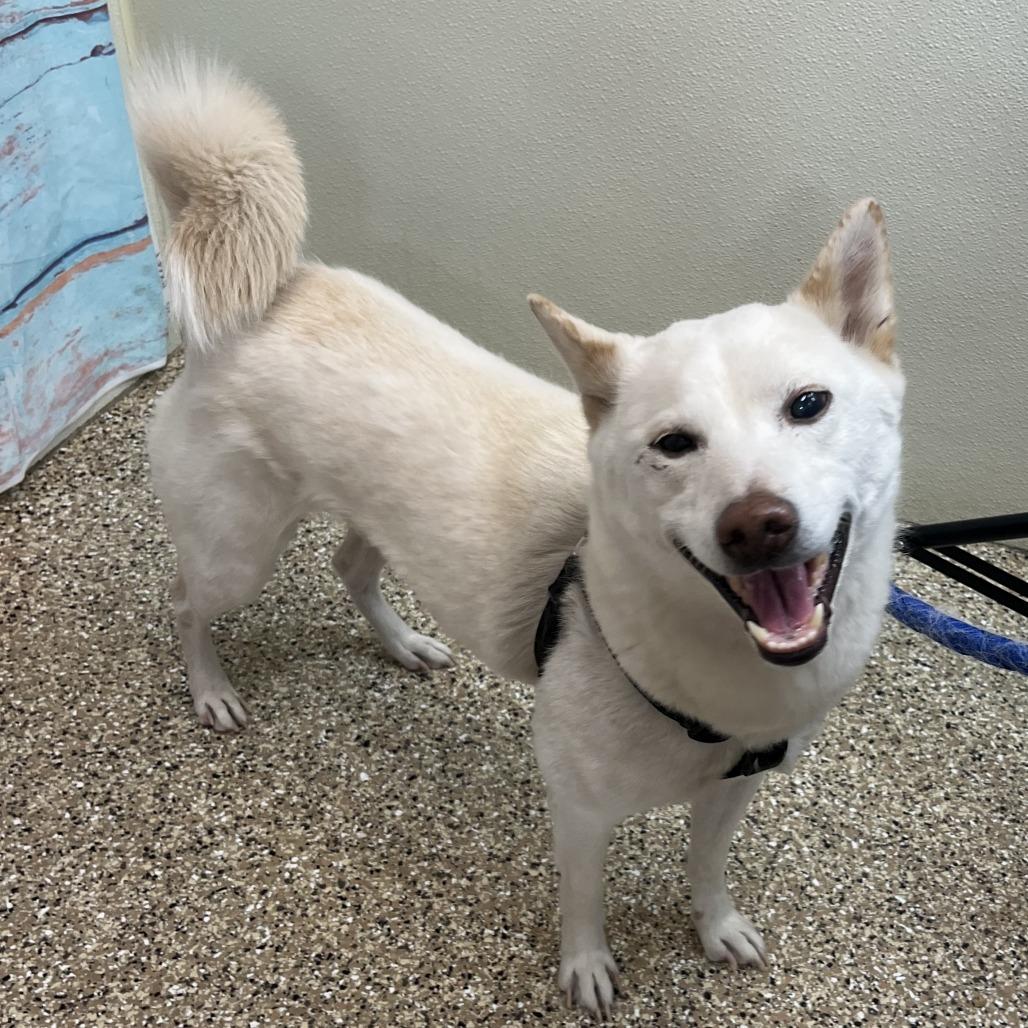 Enlarge Haru, a Adoptable Shiba Inu in Cheyenne, WY image 1/2