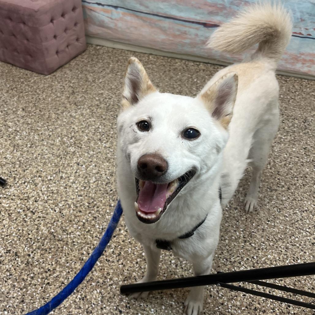 Enlarge Haru, a Adoptable Shiba Inu in Cheyenne, WY image 2/2