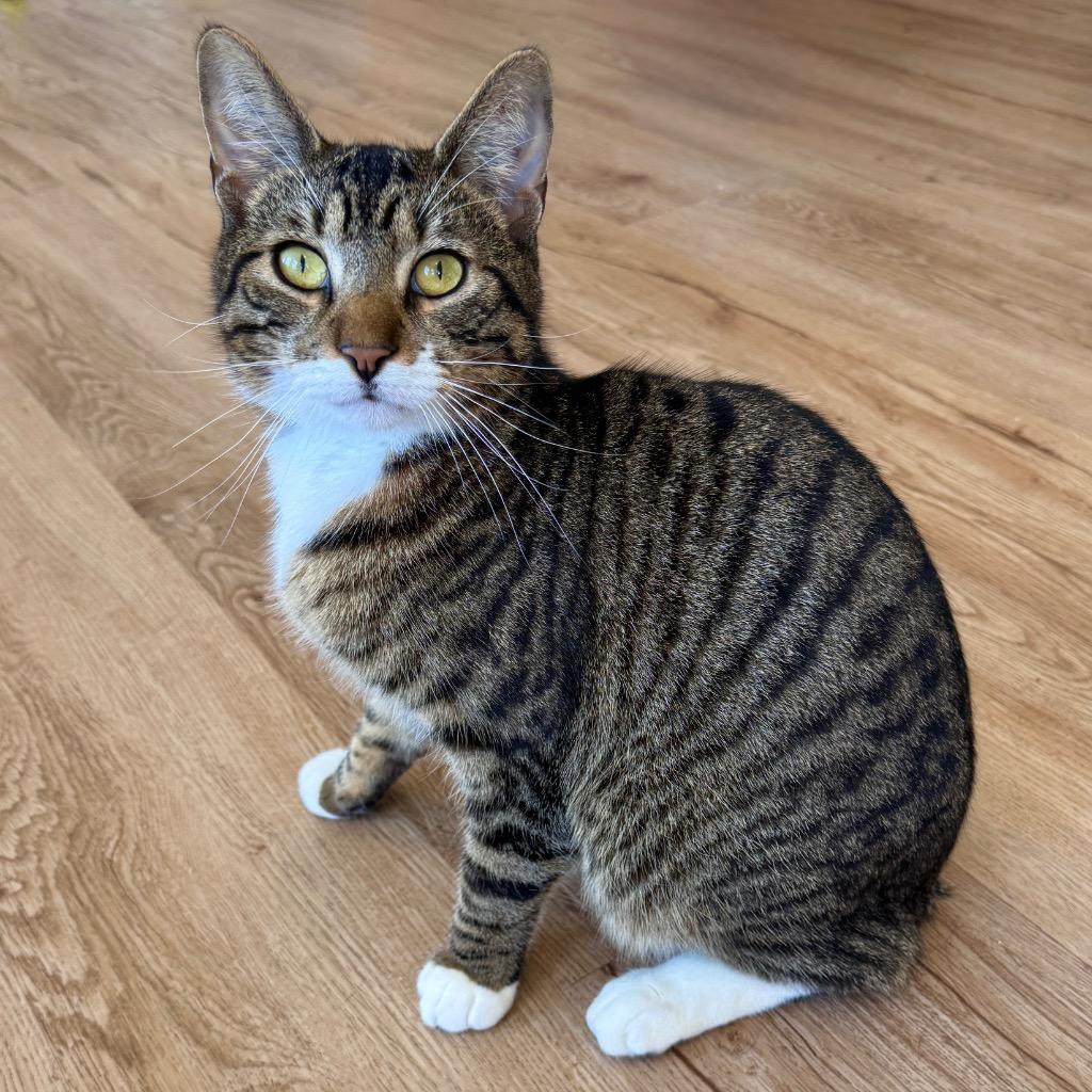 Enlarge Peeta, a Adopted mixed breed in Cambria, CA image 4/6