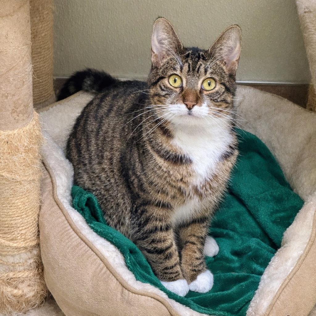 Enlarge Peeta, a Adopted mixed breed in Cambria, CA image 5/6