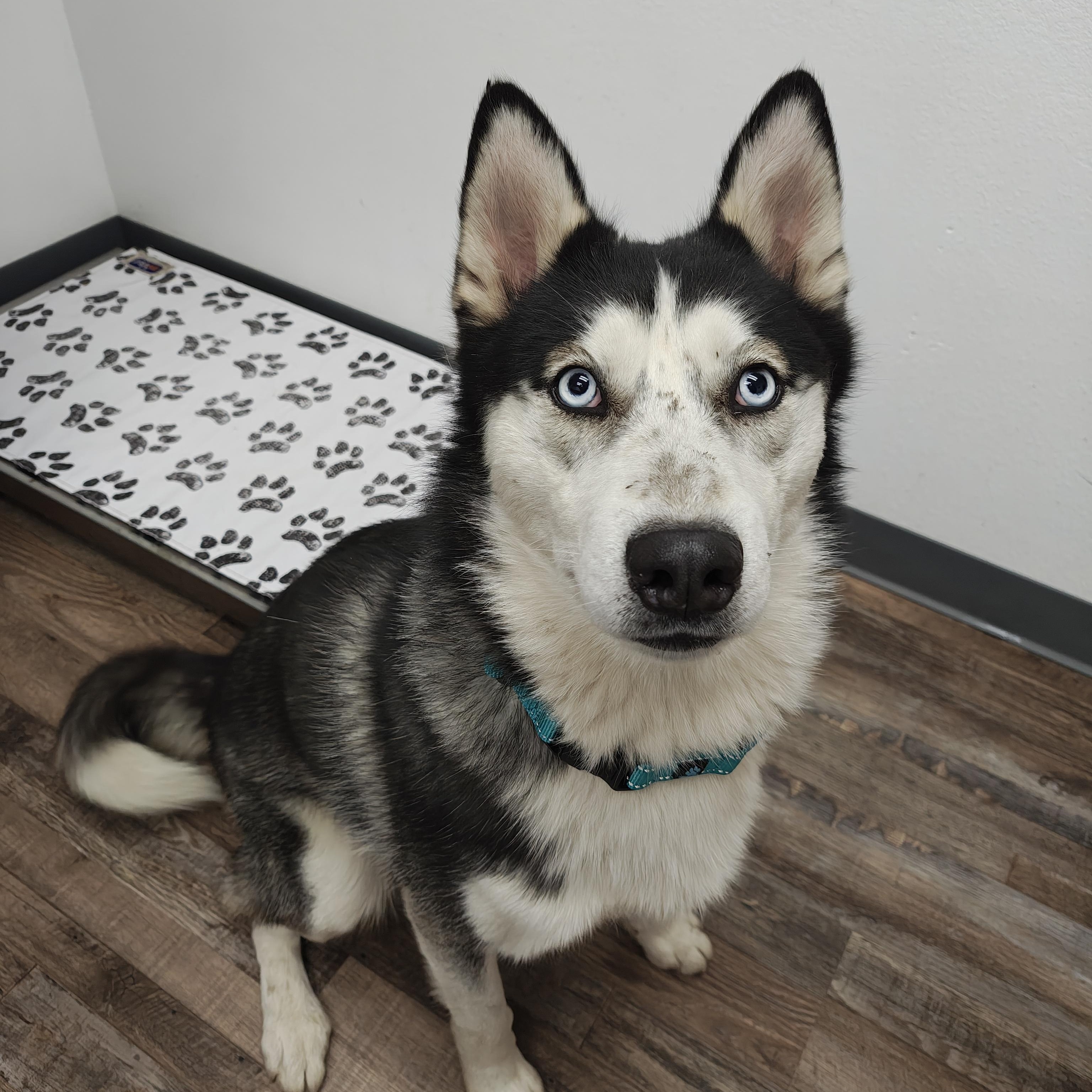Bolt, adopted, Young Male Husky.
