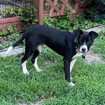 Enlarge Apani, a Adoptable mixed breed in Crystal, MN image 1/4