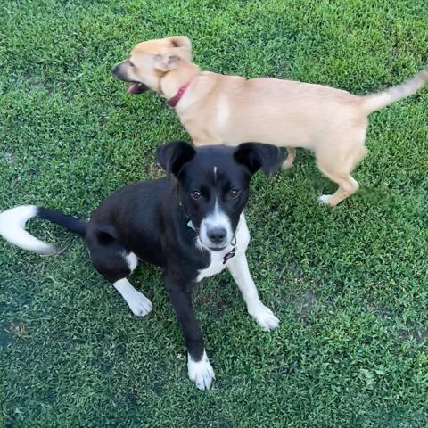 Enlarge Apani, a Adoptable mixed breed in Crystal, MN image 2/4