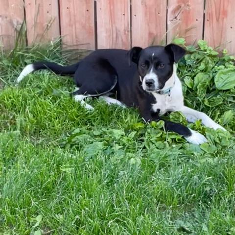 Enlarge Apani, a Adoptable mixed breed in Crystal, MN image 3/4