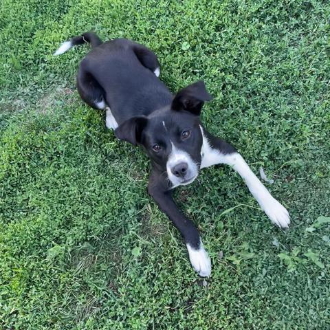 Enlarge Apani, a Adoptable mixed breed in Crystal, MN image 4/4
