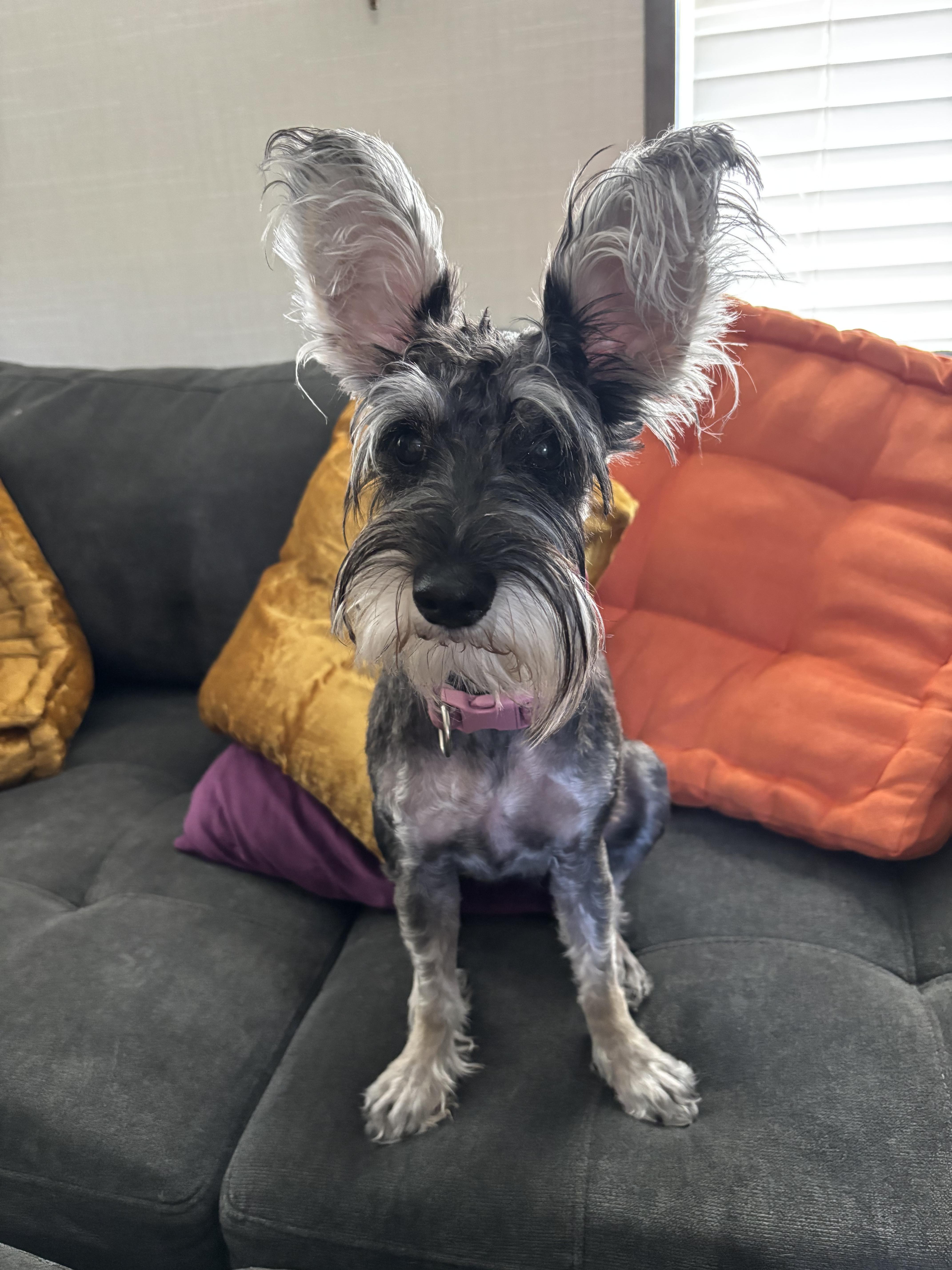 Enlarge Zoe, an adopted mixed breed in Austin , TX image 4/6