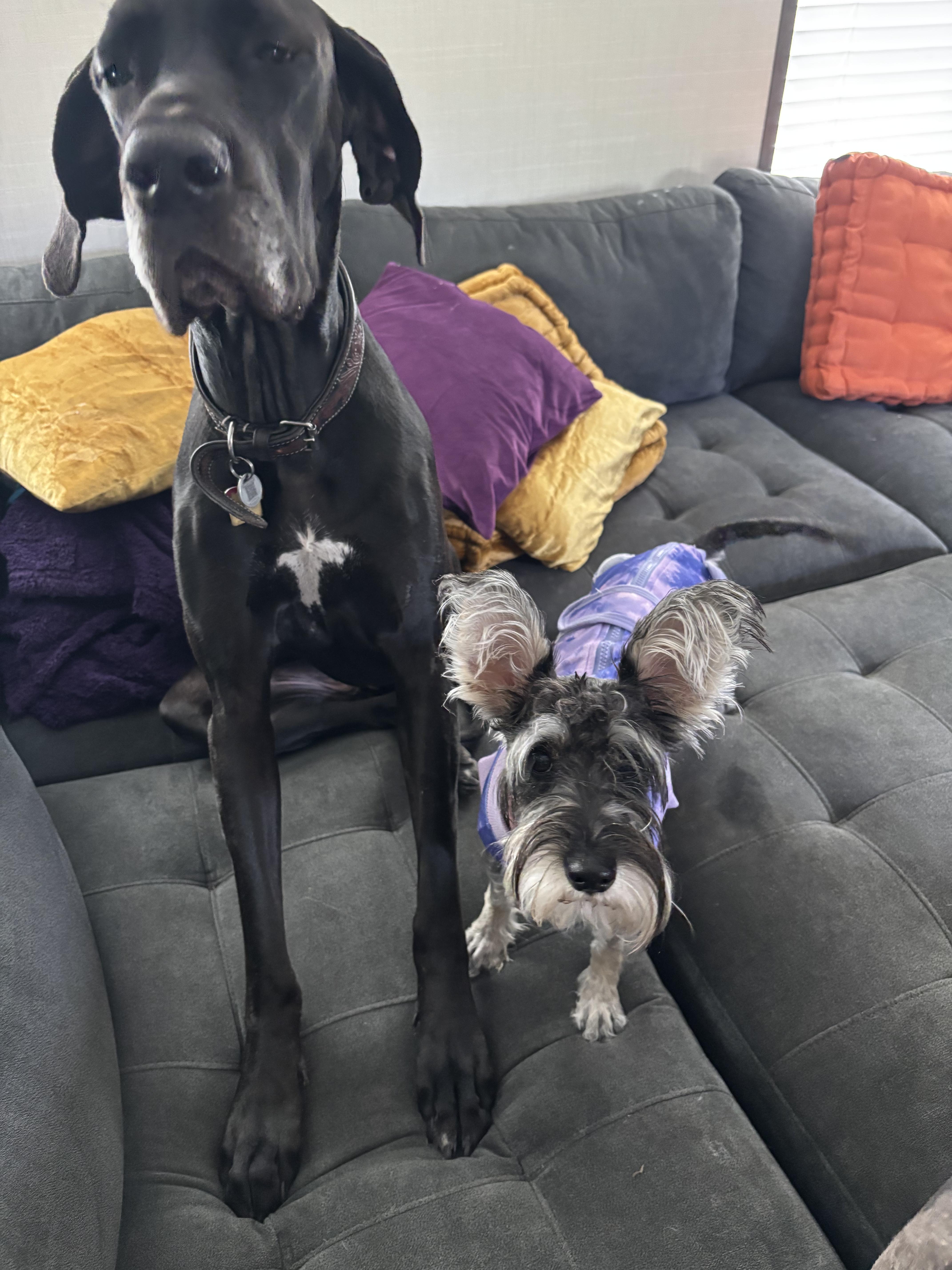 Enlarge Zoe, an adopted mixed breed in Austin , TX image 3/6