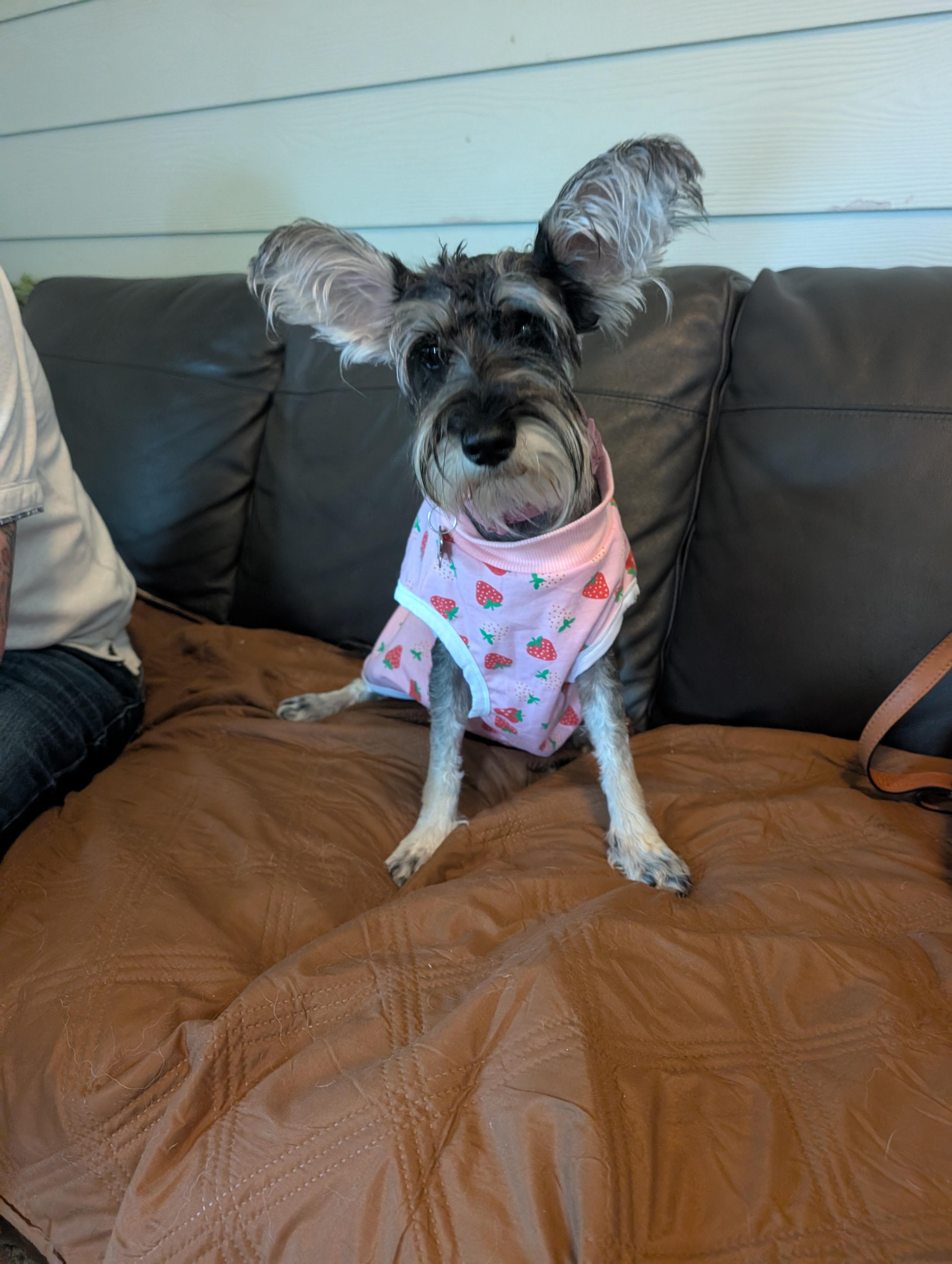 Enlarge Zoe, an adopted mixed breed in Austin , TX image 6/6