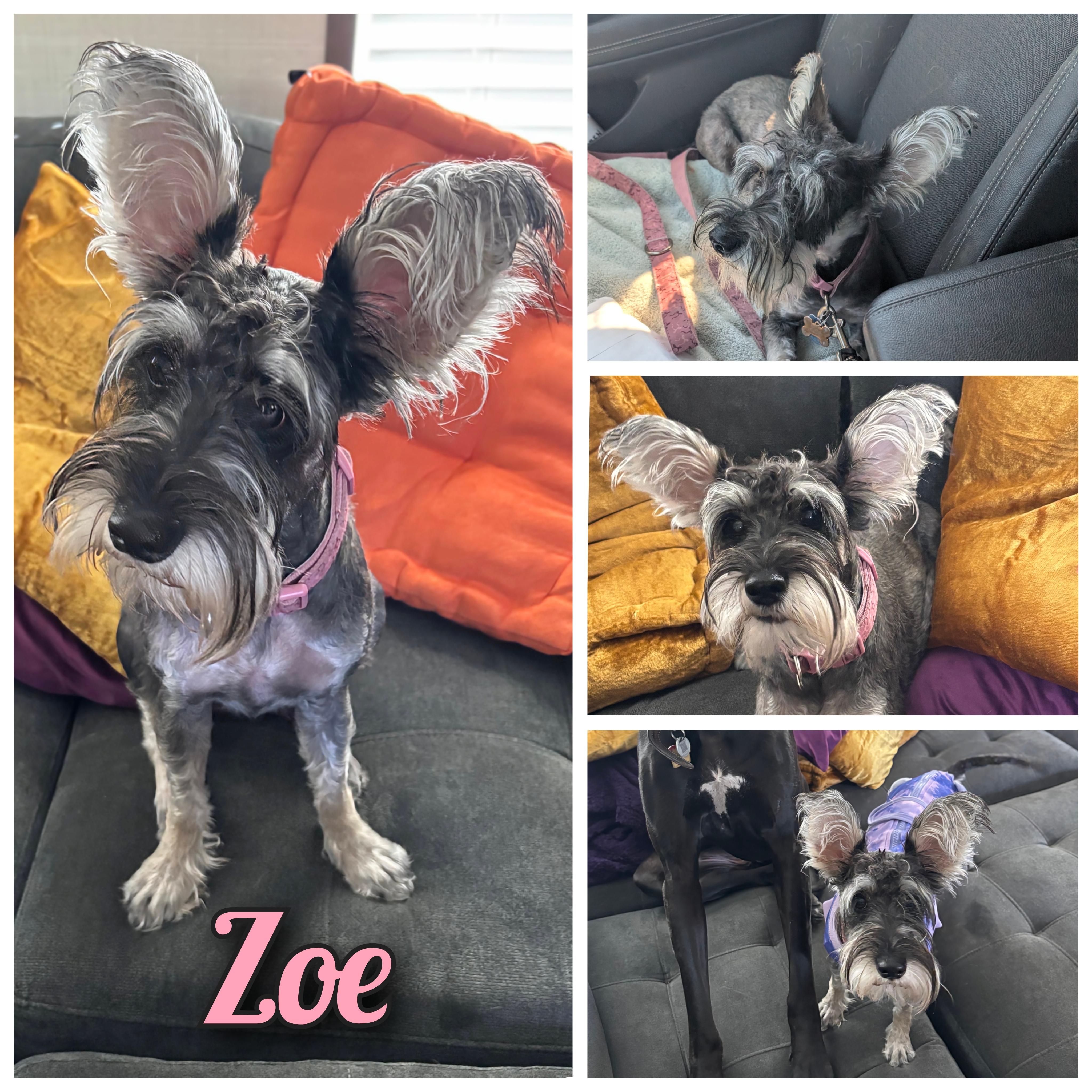 Enlarge Zoe, an adopted mixed breed in Austin , TX image 1/6
