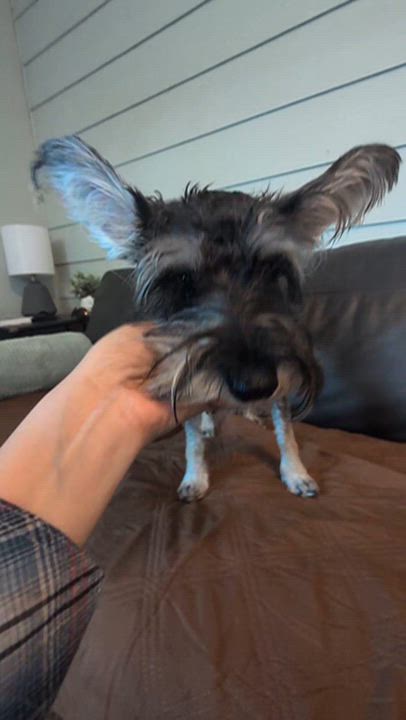 Enlarge Zoe, an adopted mixed breed in Austin , TX video 2/6