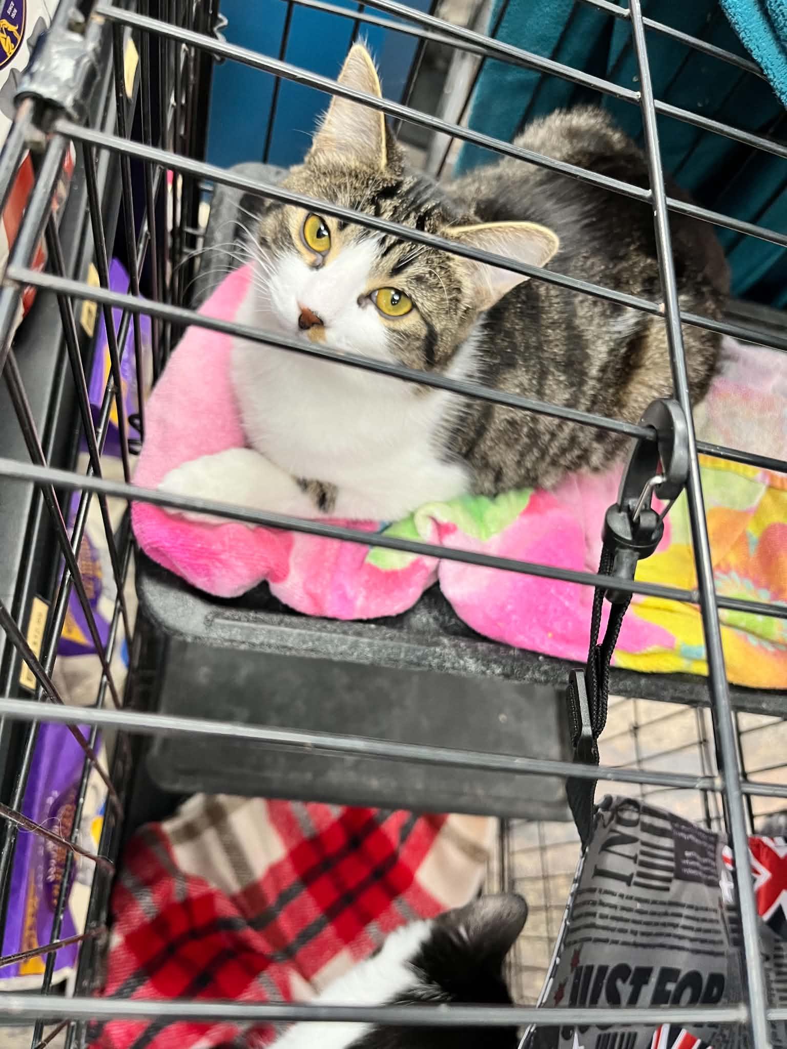 Enlarge Polly, a ADOPTABLE Tabby in Ashton, ON image 3/3