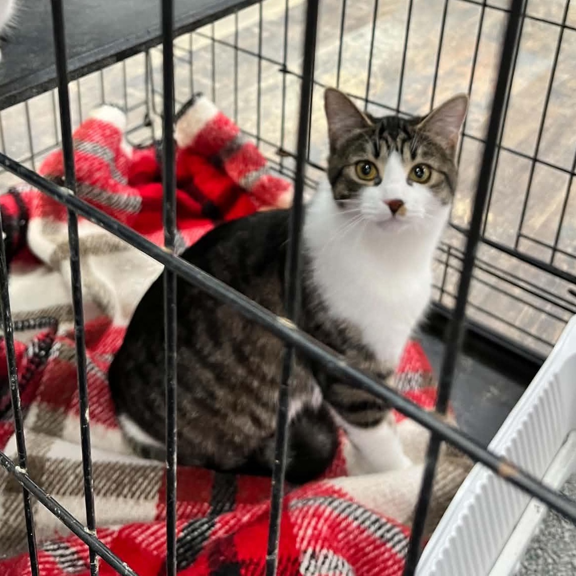 Polly, ADOPTABLE, Young Female Tabby.