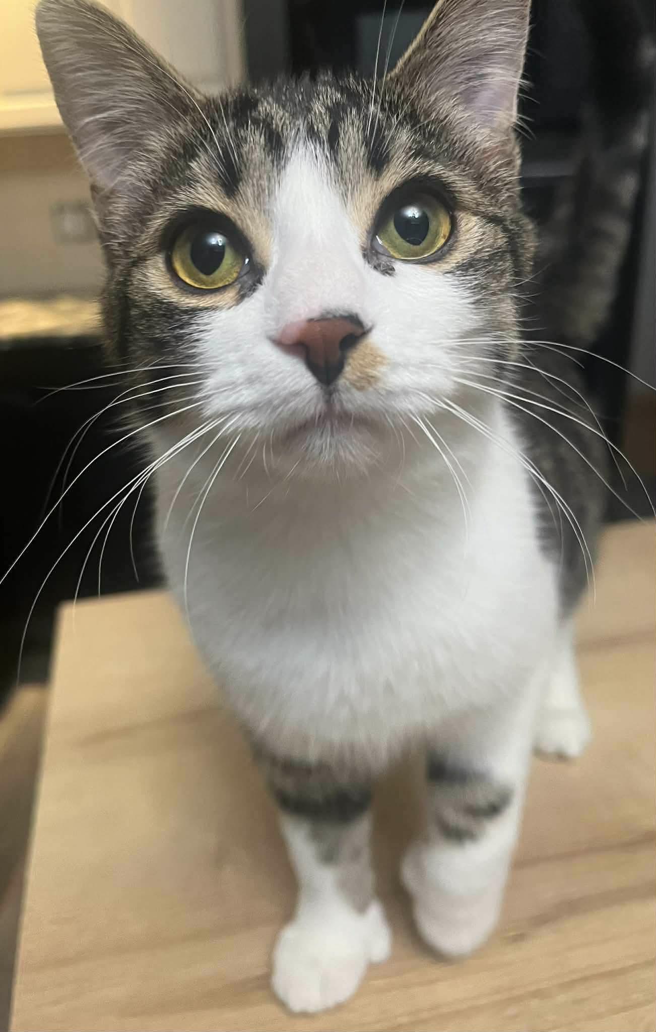 Enlarge Polly, a ADOPTABLE Tabby in Ashton, ON image 2/3