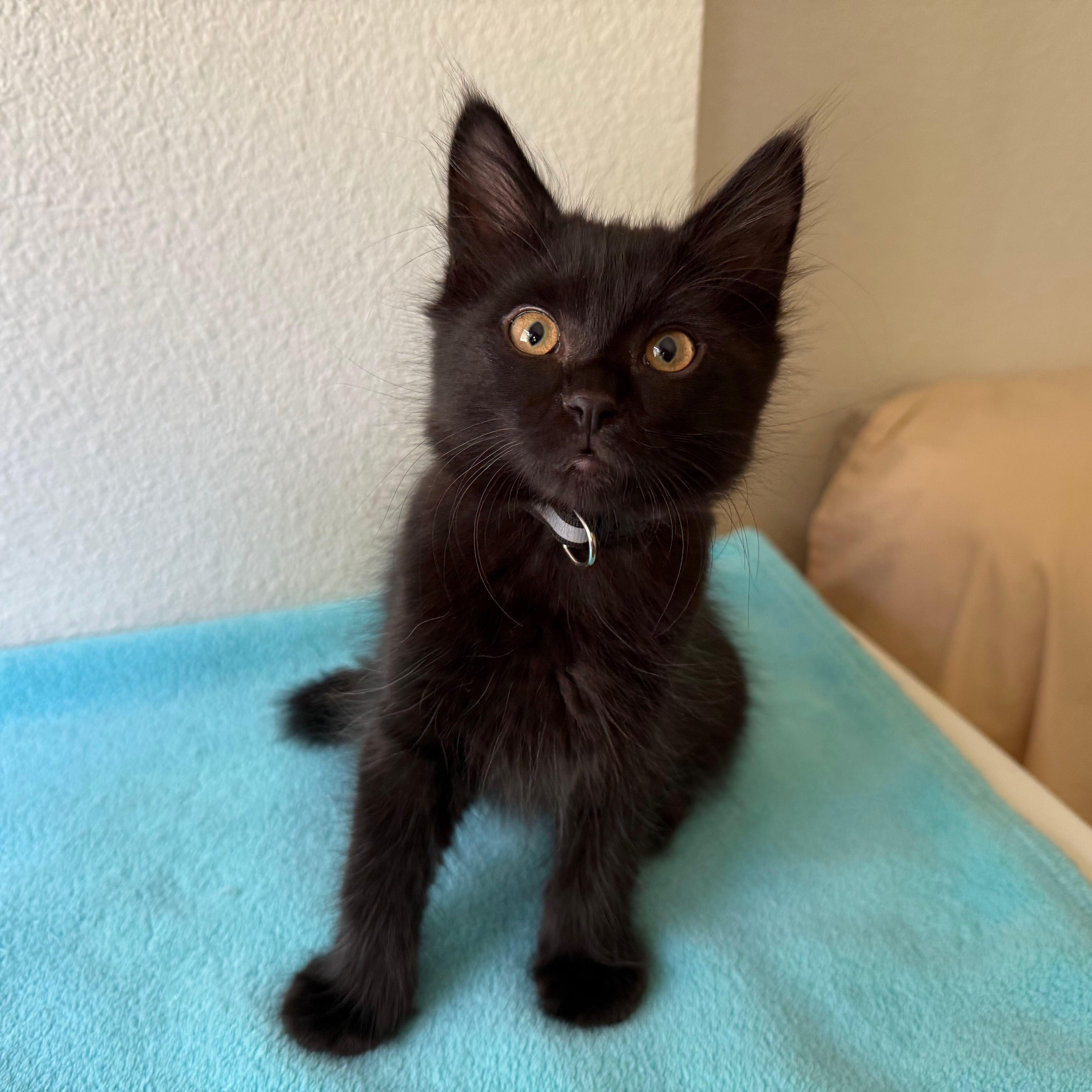 Raven, an adopted Domestic Medium Hair in Renton , WA image 1/3