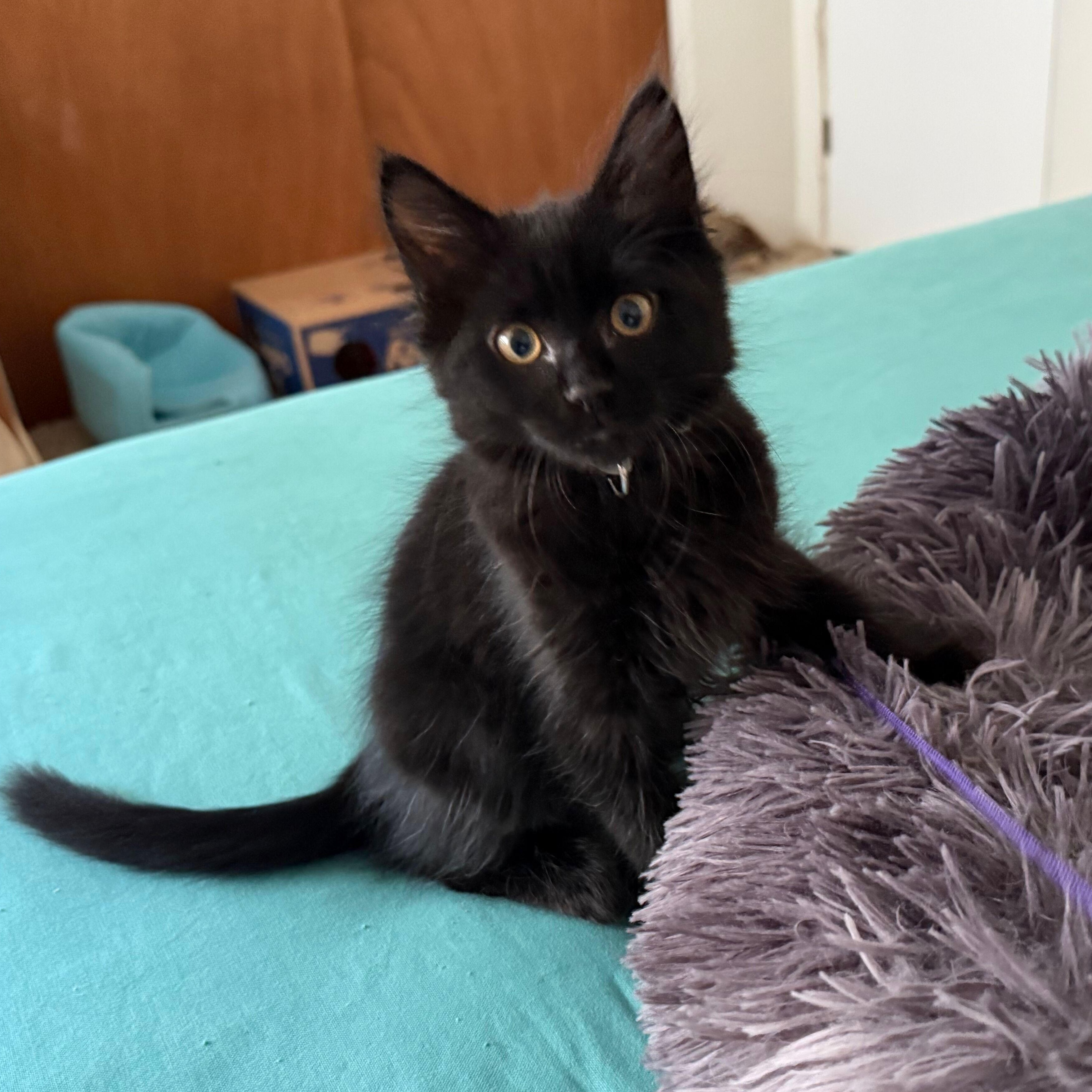 Raven, an adopted Domestic Medium Hair in Renton , WA image 3/3