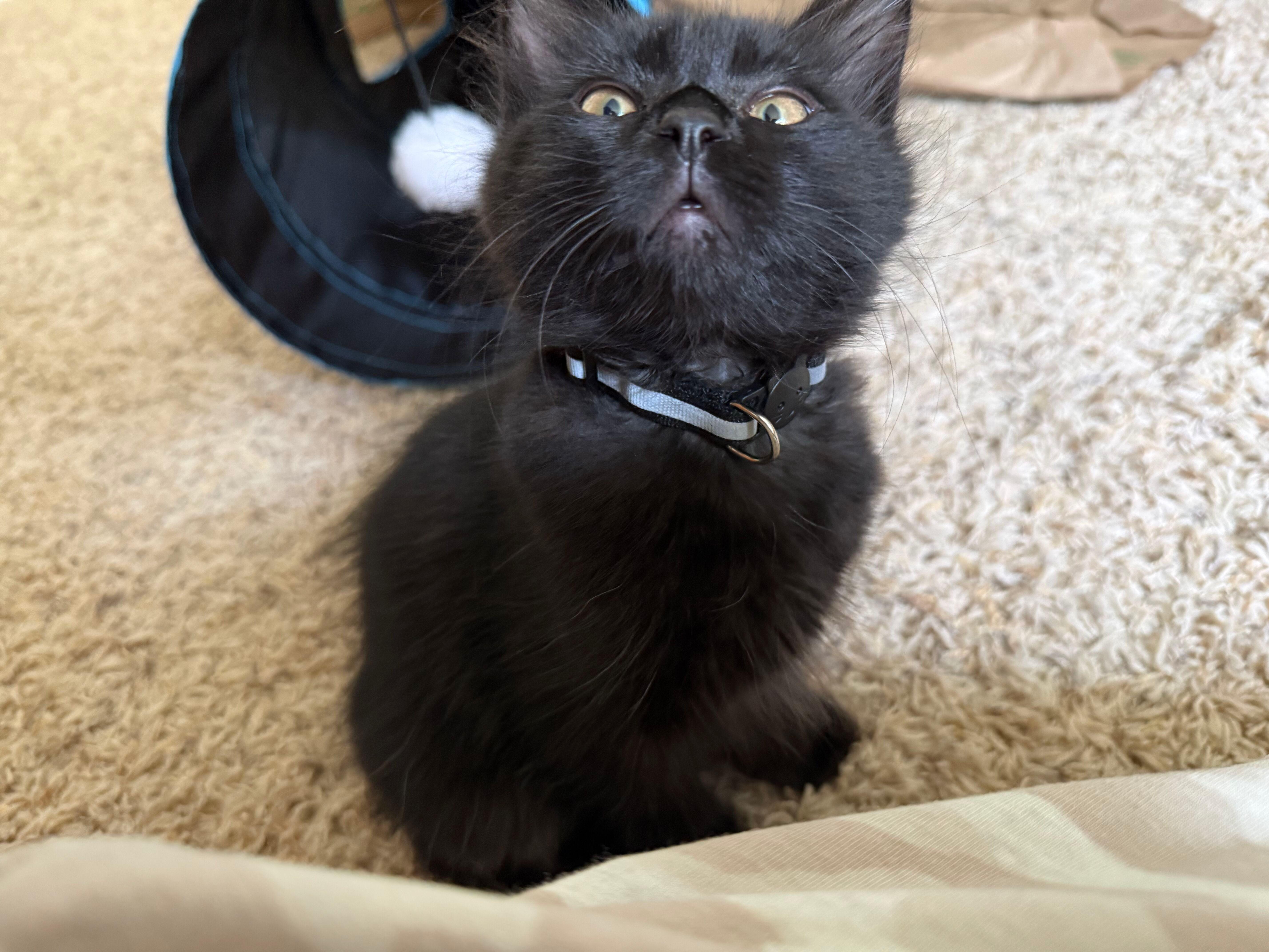Raven, an adopted Domestic Medium Hair in Renton , WA image 2/3