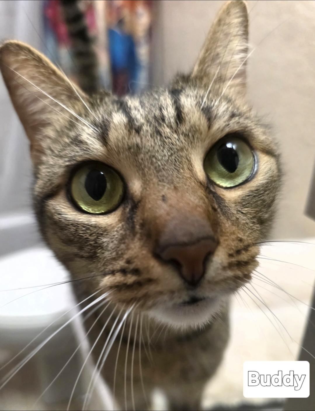 Enlarge Buddy & Pandora , a ADOPTABLE Domestic Short Hair in Silver Springs, FL image 3/4