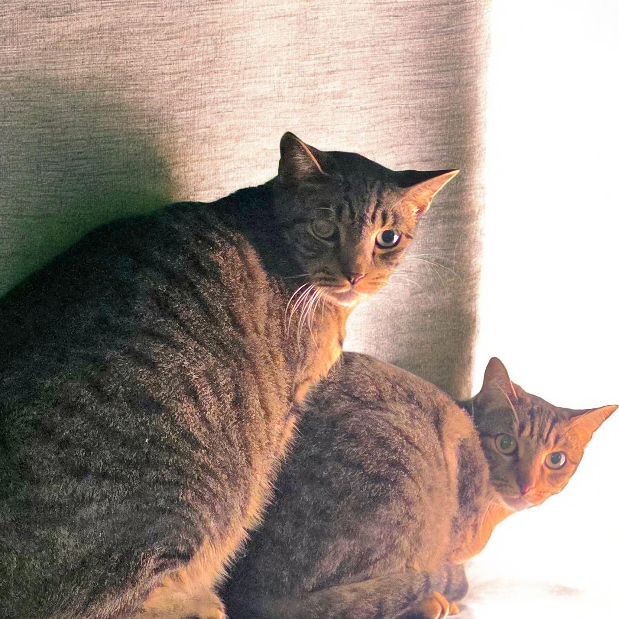 Buddy & Pandora , ADOPTABLE, Adult Male Domestic Short Hair.