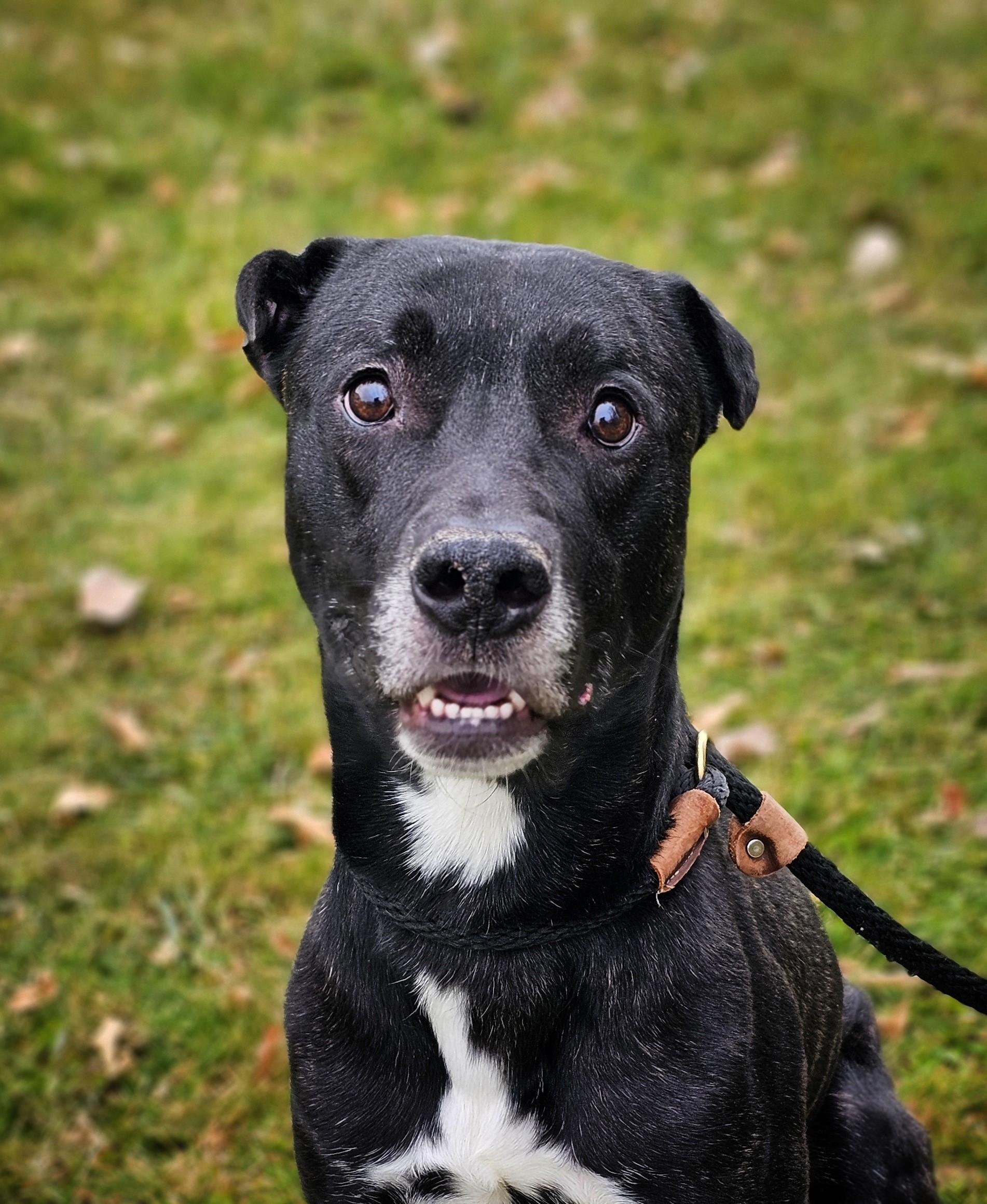 Enlarge Kush (Prison Dog), a ADOPTABLE Mixed Breed in Bay City, MI image 1/2