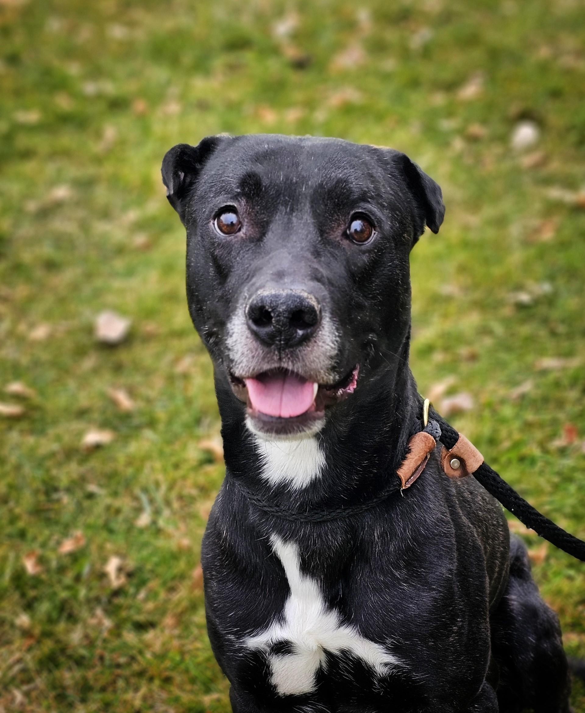 Enlarge Kush (Prison Dog), a ADOPTABLE Mixed Breed in Bay City, MI image 2/2